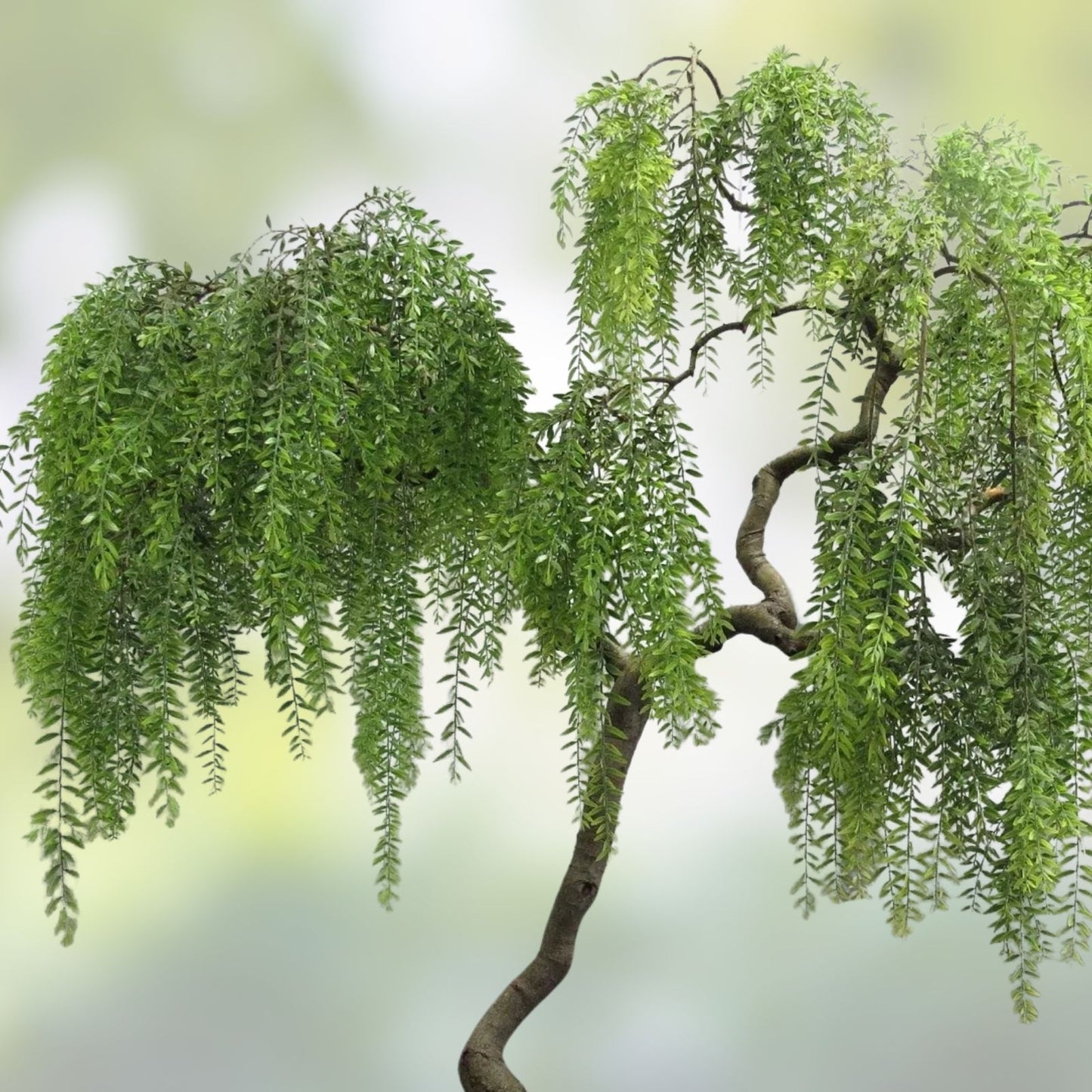 Willow Arch Bonsai Tree Cuttings – 4 Fast Growing Indoor Outdoor Salix spp. Willow Branches