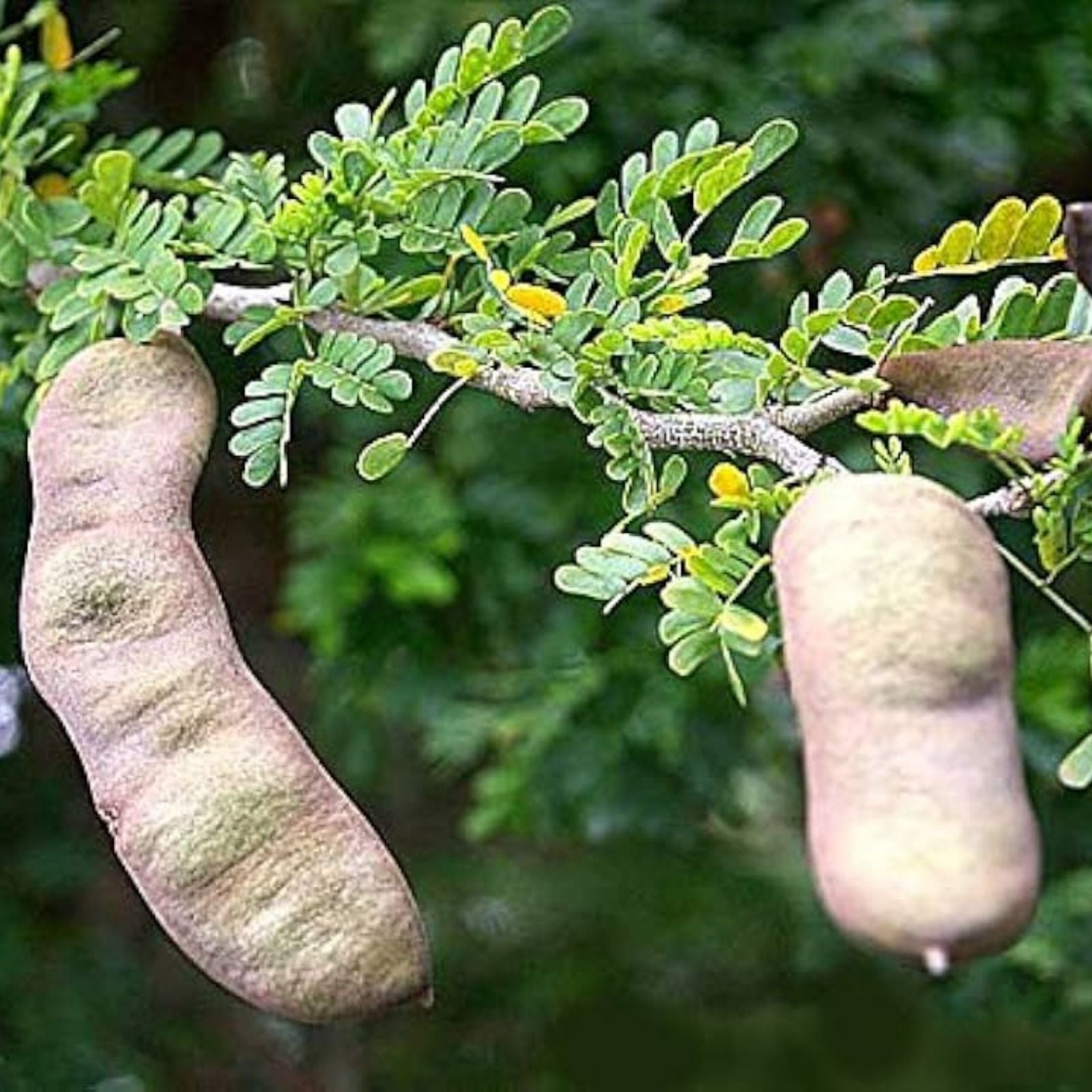 Fresh Texas Ebony Tree Seed Pods with Seeds – Ebenopsis ebano Bonsai Supplies, Drought Tolerant, Native Plant Seeds