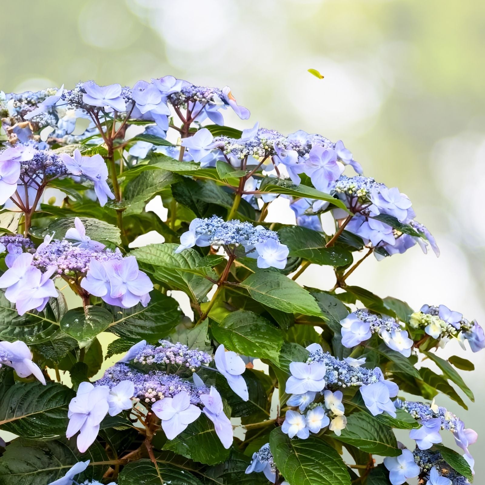 Pop Star Hydrangea 6-Pack Rooted Cuttings - Beginner-Friendly Hydrangea macrophylla Bundle for Garden, Landscaping, and Containers