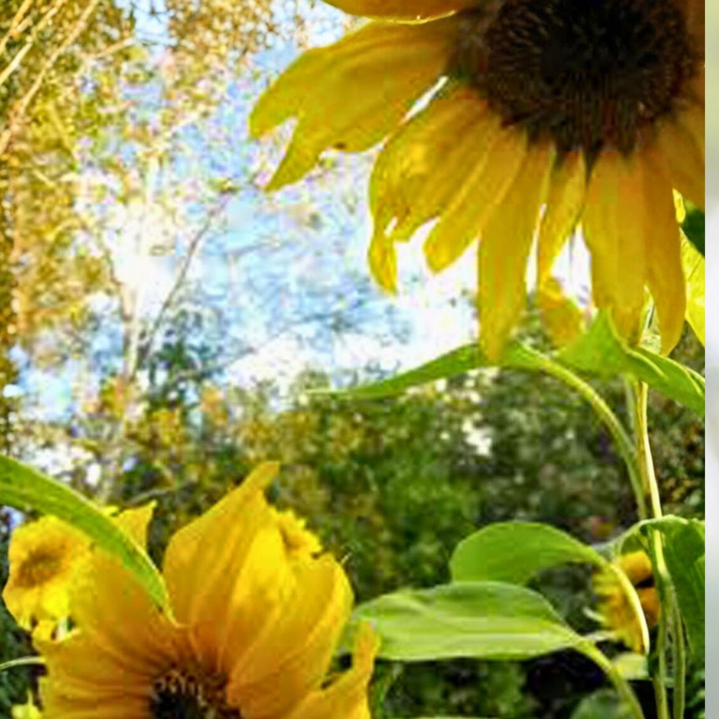 Mammoth Grey Stripe Sunflower Seeds 25+ Pack Helianthus annuus for Gardening and Planting