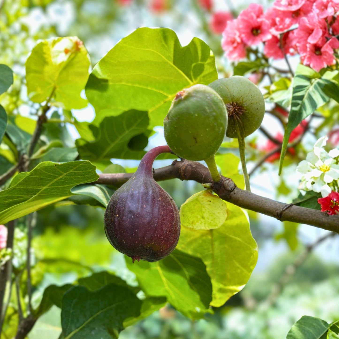 Dwarf Fig Tree Starter Plant - Compact Self-Fertile Variety with Medium Brown Figs (Ficus carica)
