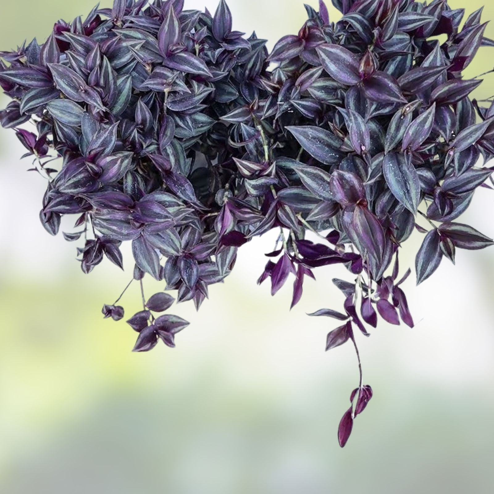 Organic Wandering Jew Cuttings - 6" Pink Purple Green Variegated Tradescantia zebrina Rooted Plant