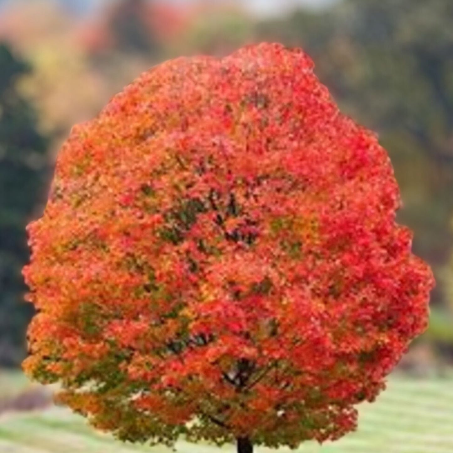 Sugar Maple Tree 12-18in Bare Root Acer saccharum Sweet Maple Starter Plant