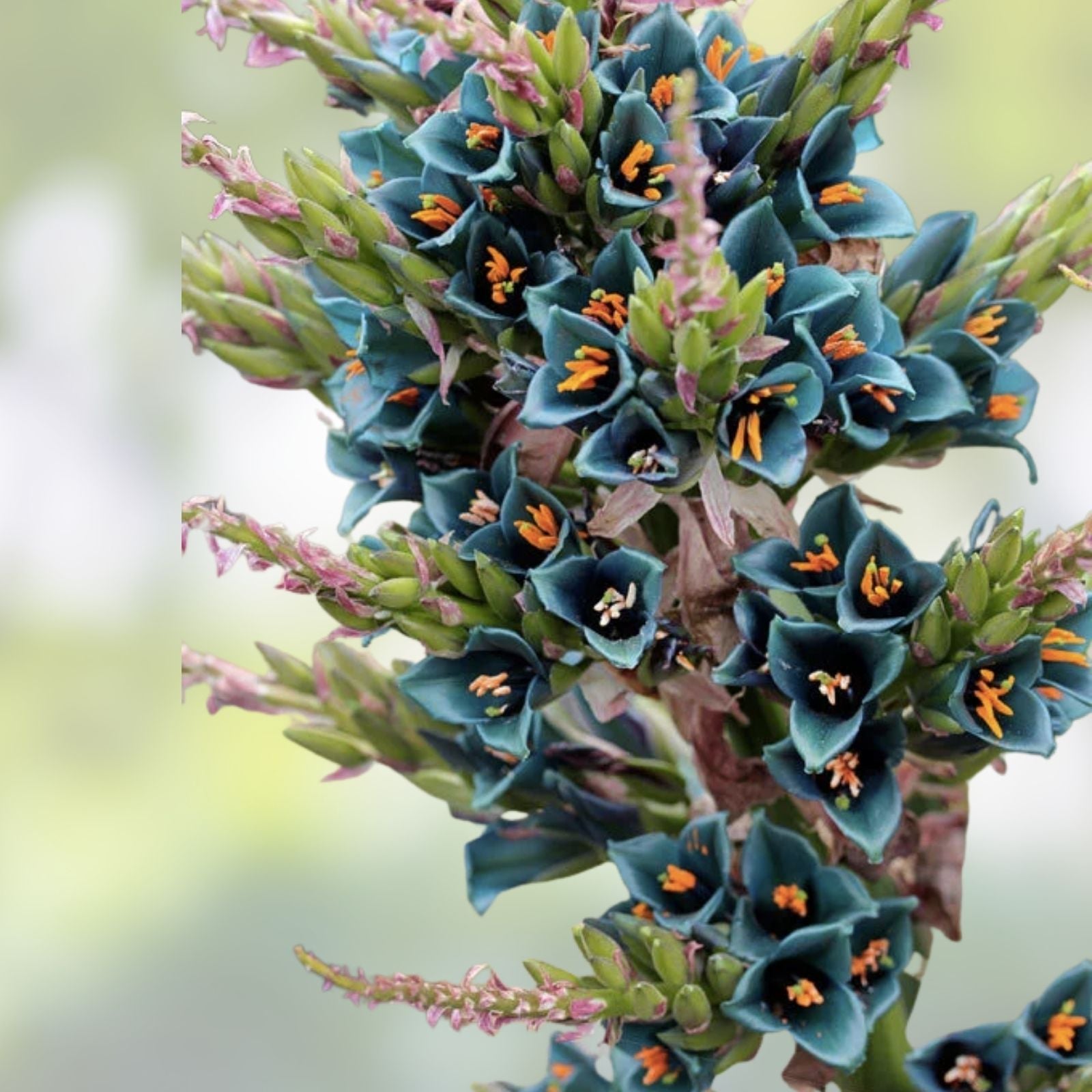 Sapphire Tower Seeds - 15 Rare Puya Seeds for Planting - Unique Succulent Variety - Puya raimondii