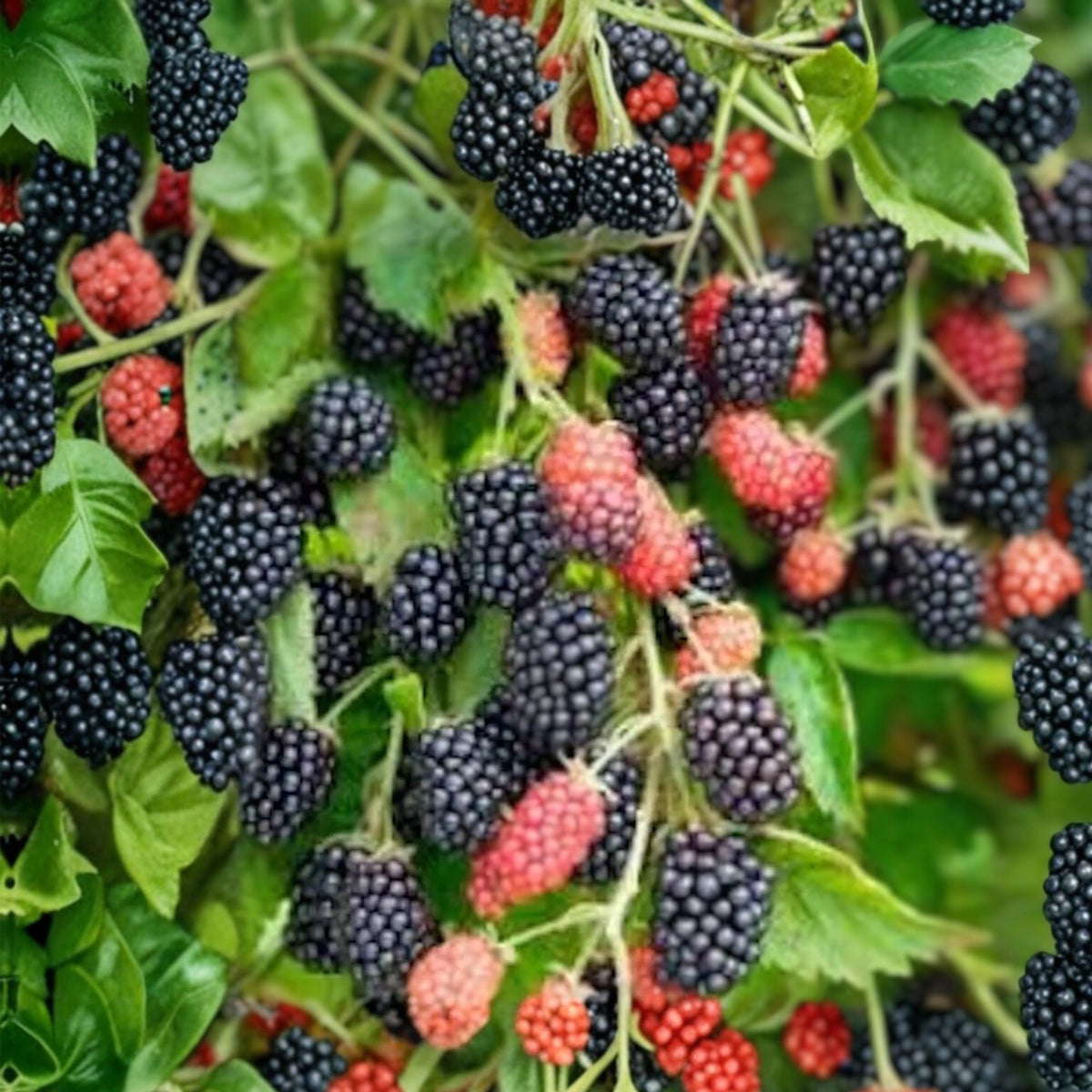 Bare Root Blackberry Plant, Prime-Ark 45 Variety, Edible Fruit, Rubus fruticosus, High Antioxidant Blackberries