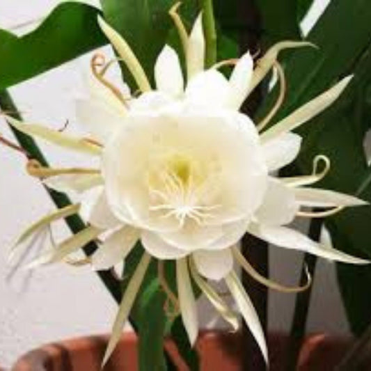Epiphyllum Oxypetalum Plants – 4 Queen of the Night Orchid Cactus – Live Indoor Plants for Home Decor