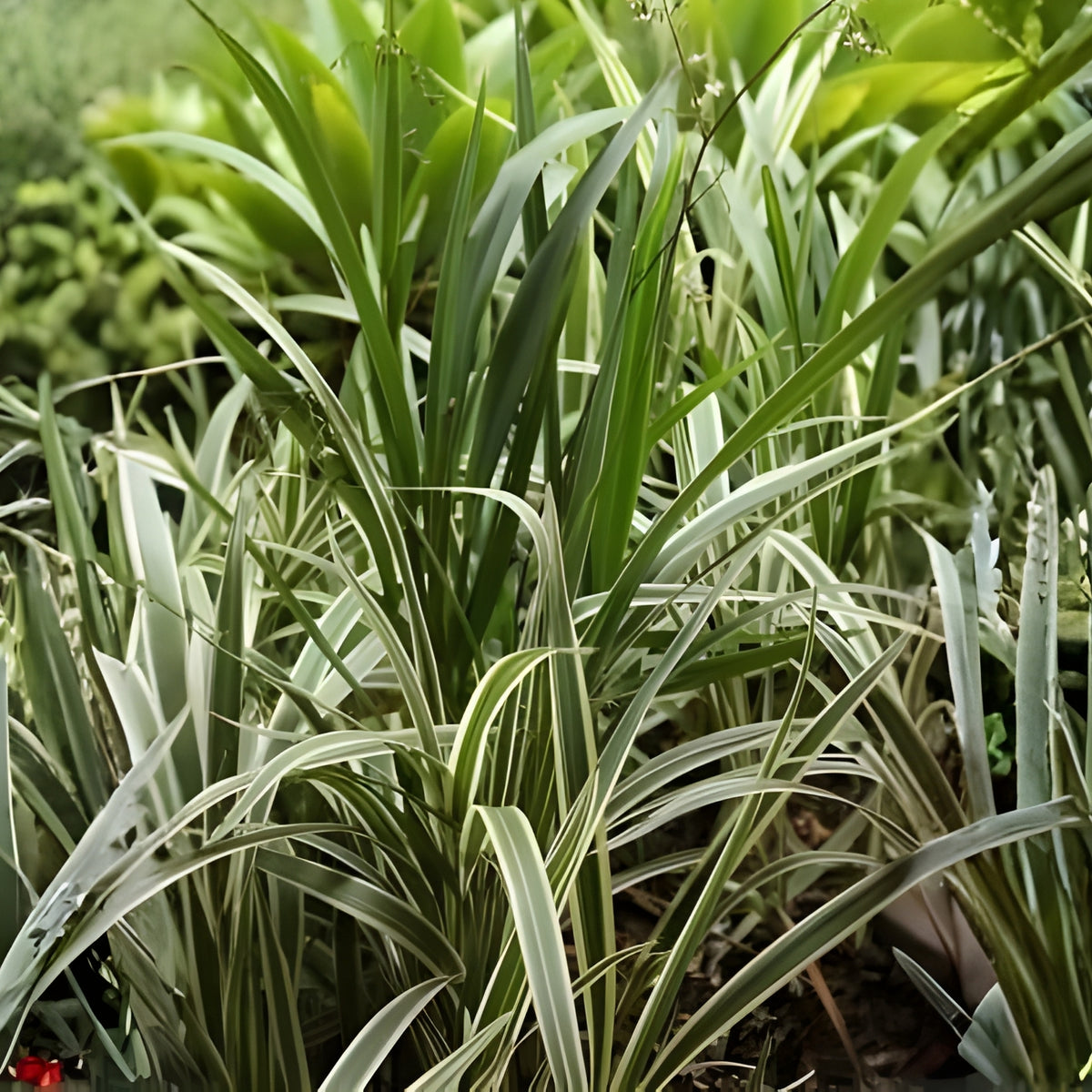 Variegated Tasmanian Flax Lily Plant - Easy Care Evergreen Perennial - Dianella tasmanica 'Variegata' - Striking Foliage
