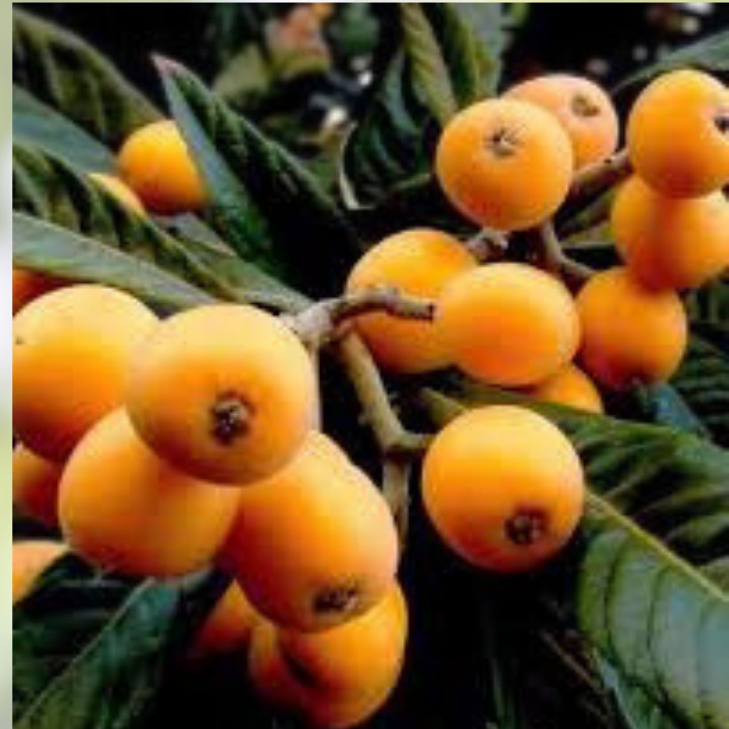 Rare Loquat Scions for Grafting – 2 Ea, Largest Variety, Eriobotrya japonica Cuttings, Fruit Tree Grafting Material