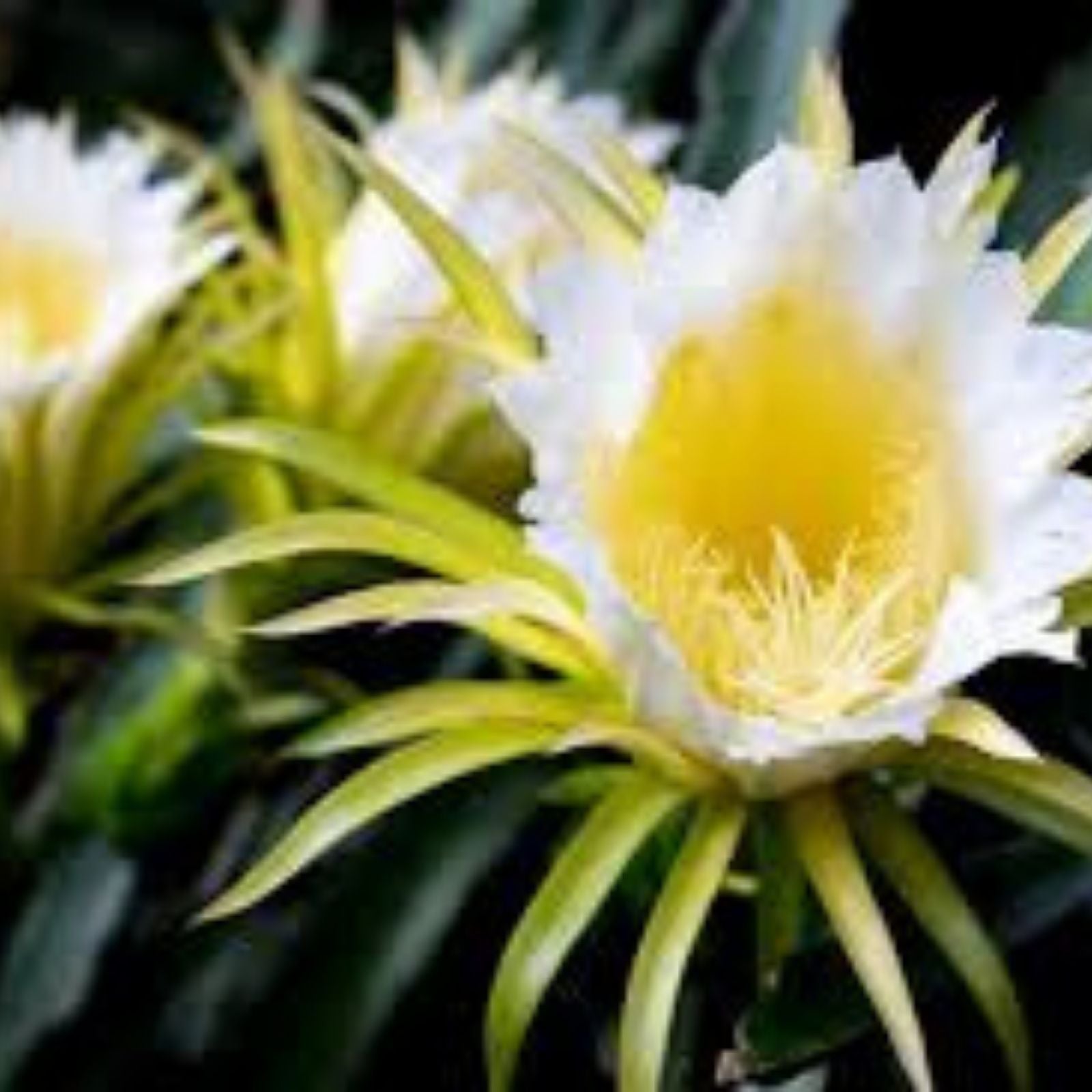 Variegated Hylocereus undatus Dragon Fruit Cactus Plant - Unique Color Variety - Lot NN