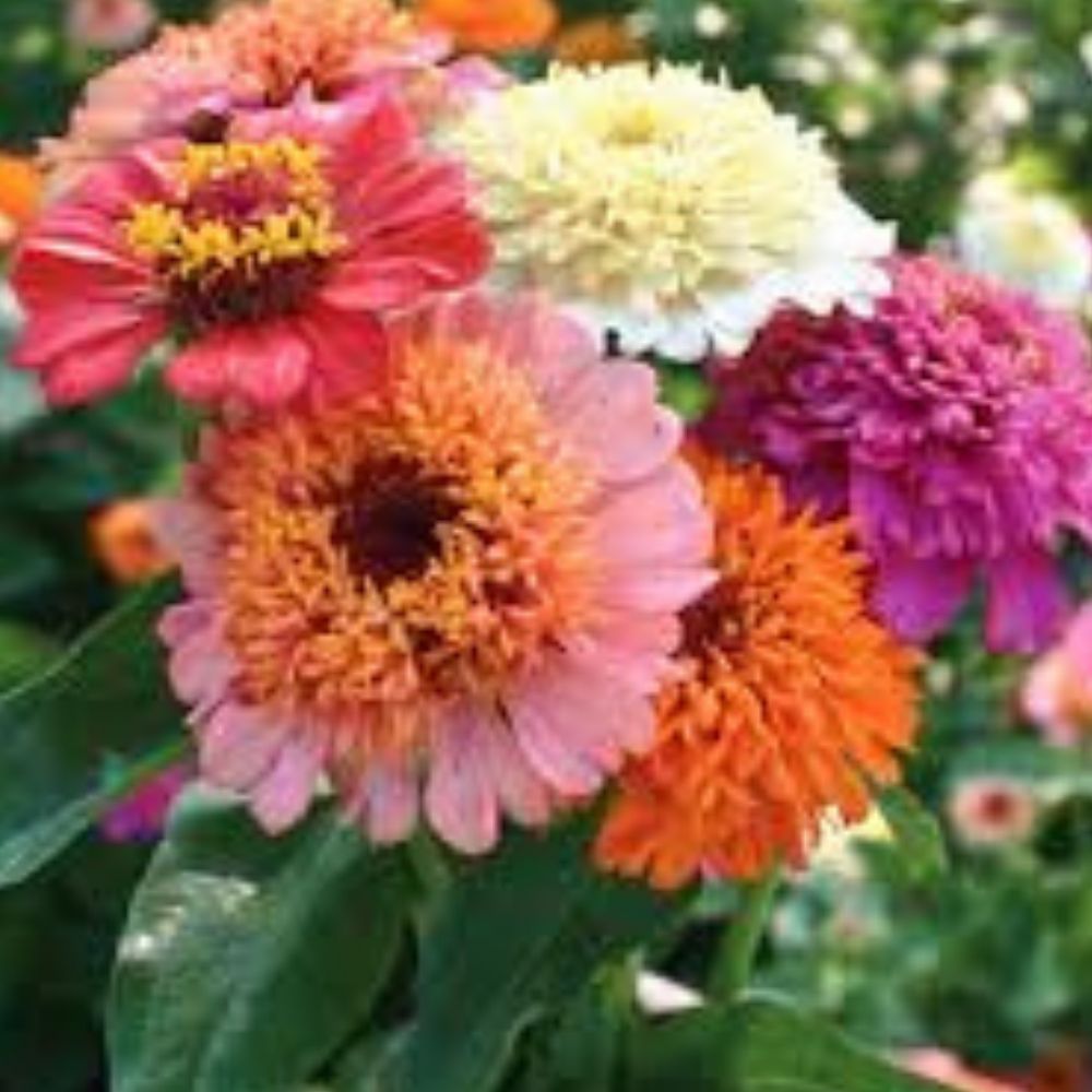 Zinnia Seeds Mix 100 Organic Under the Sea Varieties Flower Seeds for Garden USA Grown Zinnia elegans