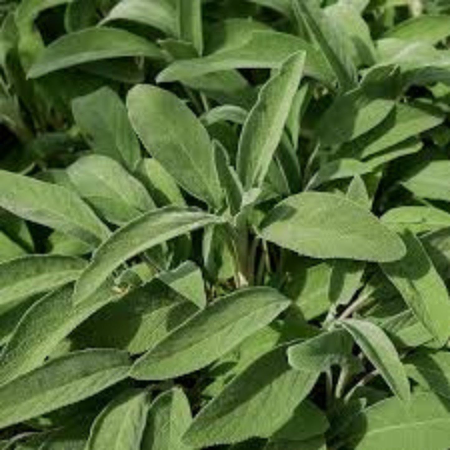 Broadleaf Sage Seeds 250+ Pack - Perennial Herb Salvia officinalis - Easy to Grow, Made in USA