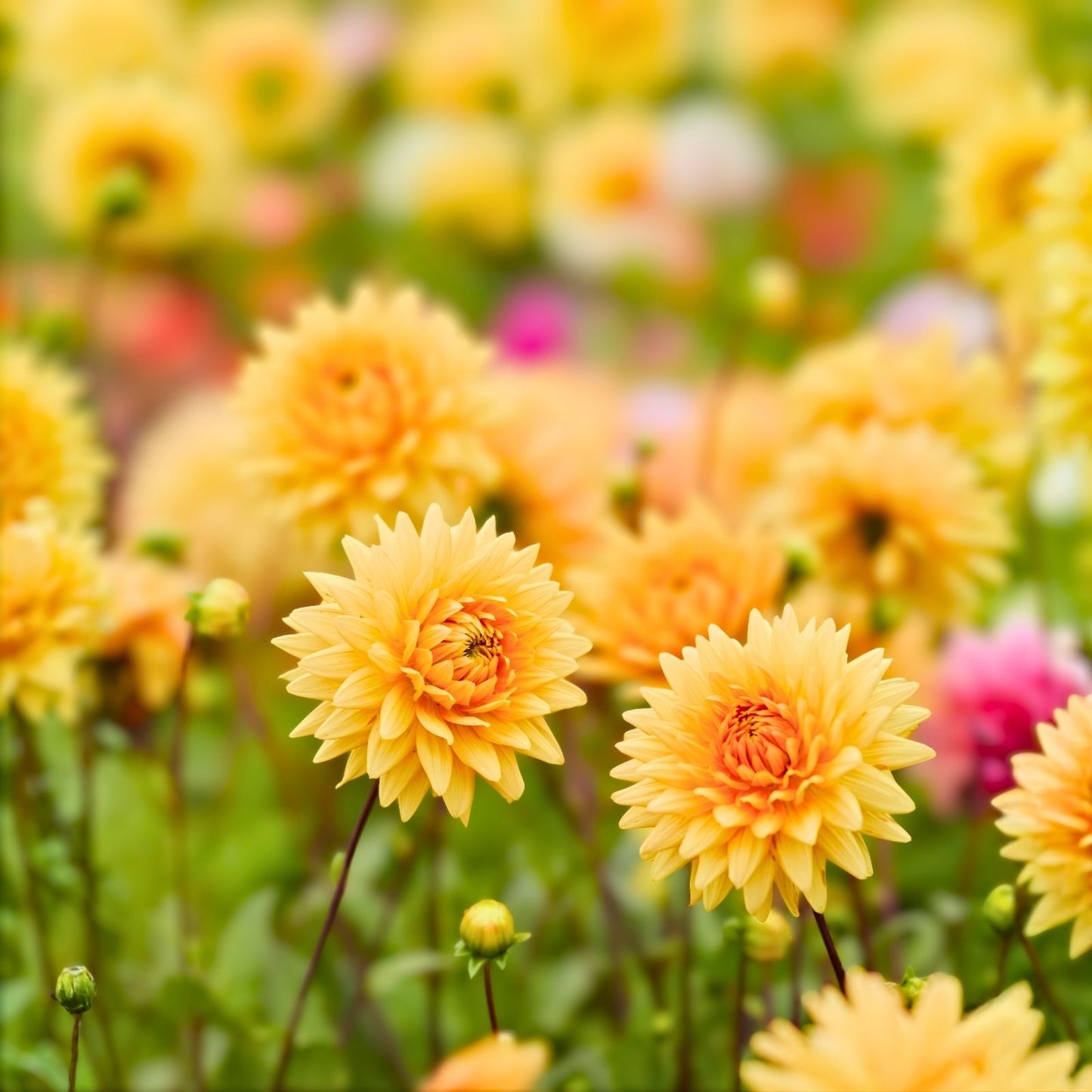 Dahlia Plant Bulb Tuber - Large Orange Peach Gold Decorative Flower - Dahlia Noordwijks Glorie