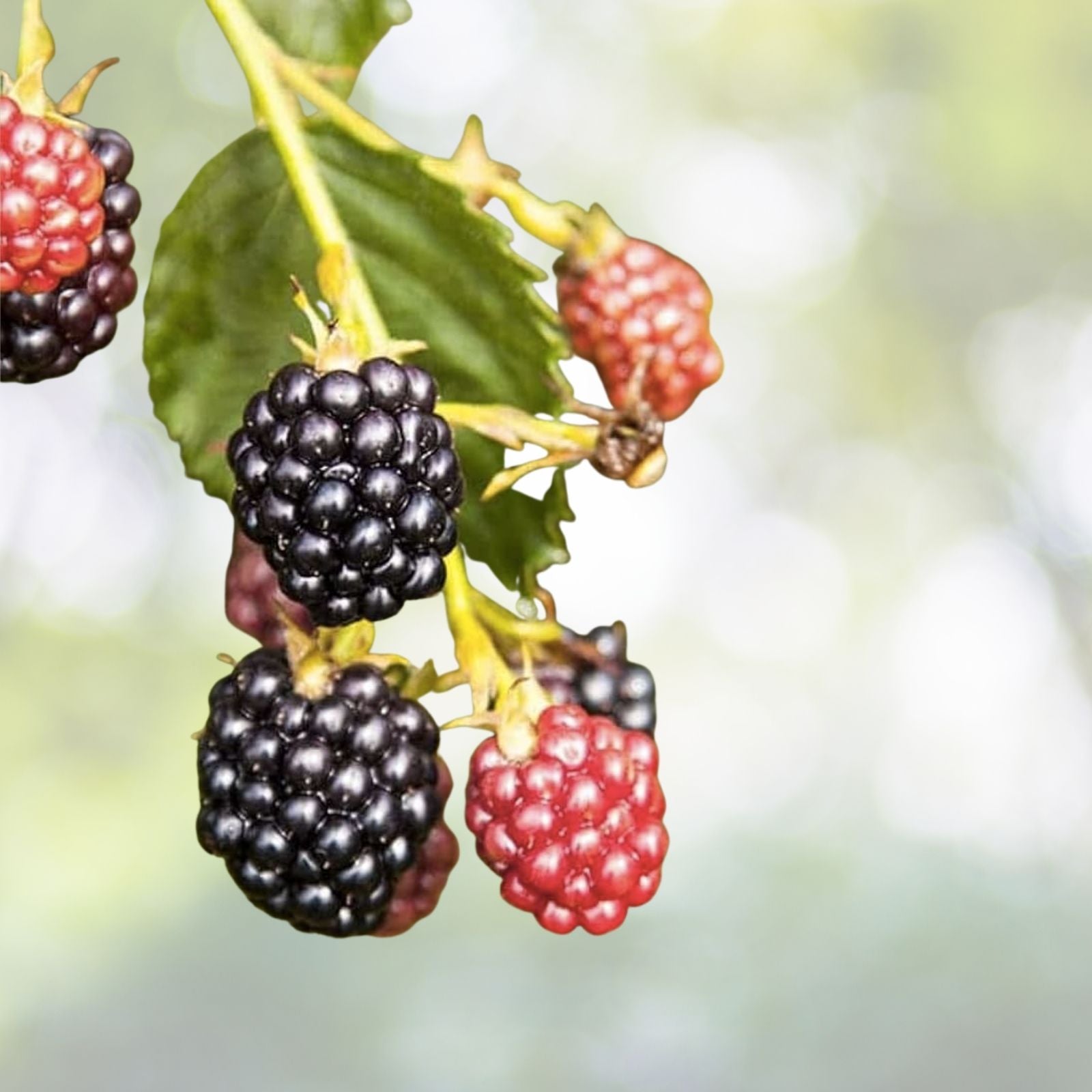 Wild Southern Blackberry Plants 4-Pack - 6" Starter, Edible Fruit Bush, Bare Root, Rubus Fruticosus, Dormant Winter