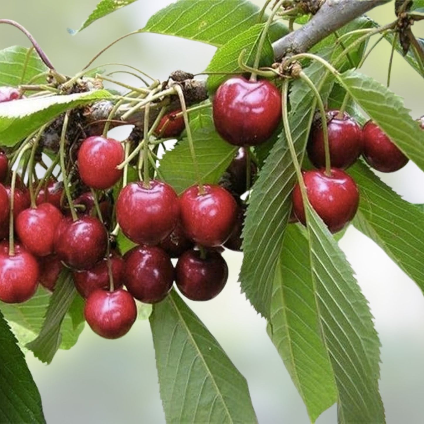 Sweet Cherry Tree Seeds 20 Pack, Prunus avium, Fruit Tree Seeds for Home Gardening, Orchard, Fresh Cherry Production