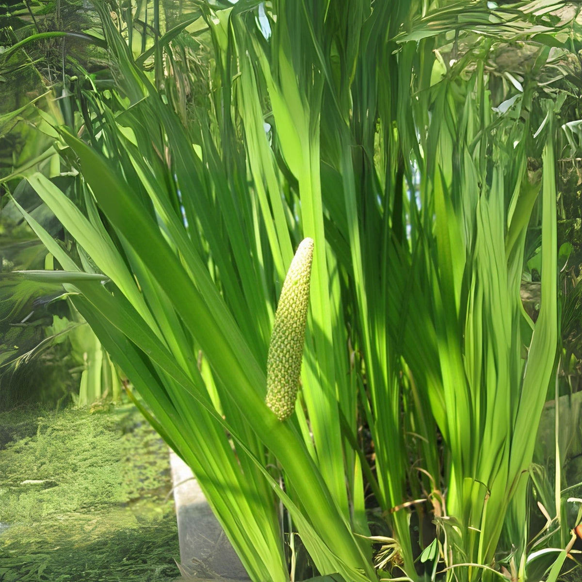 50 Sweet Flag Seeds for Planting, Acorus americanus, Native Wetland Plant for Gardens and Landscapes