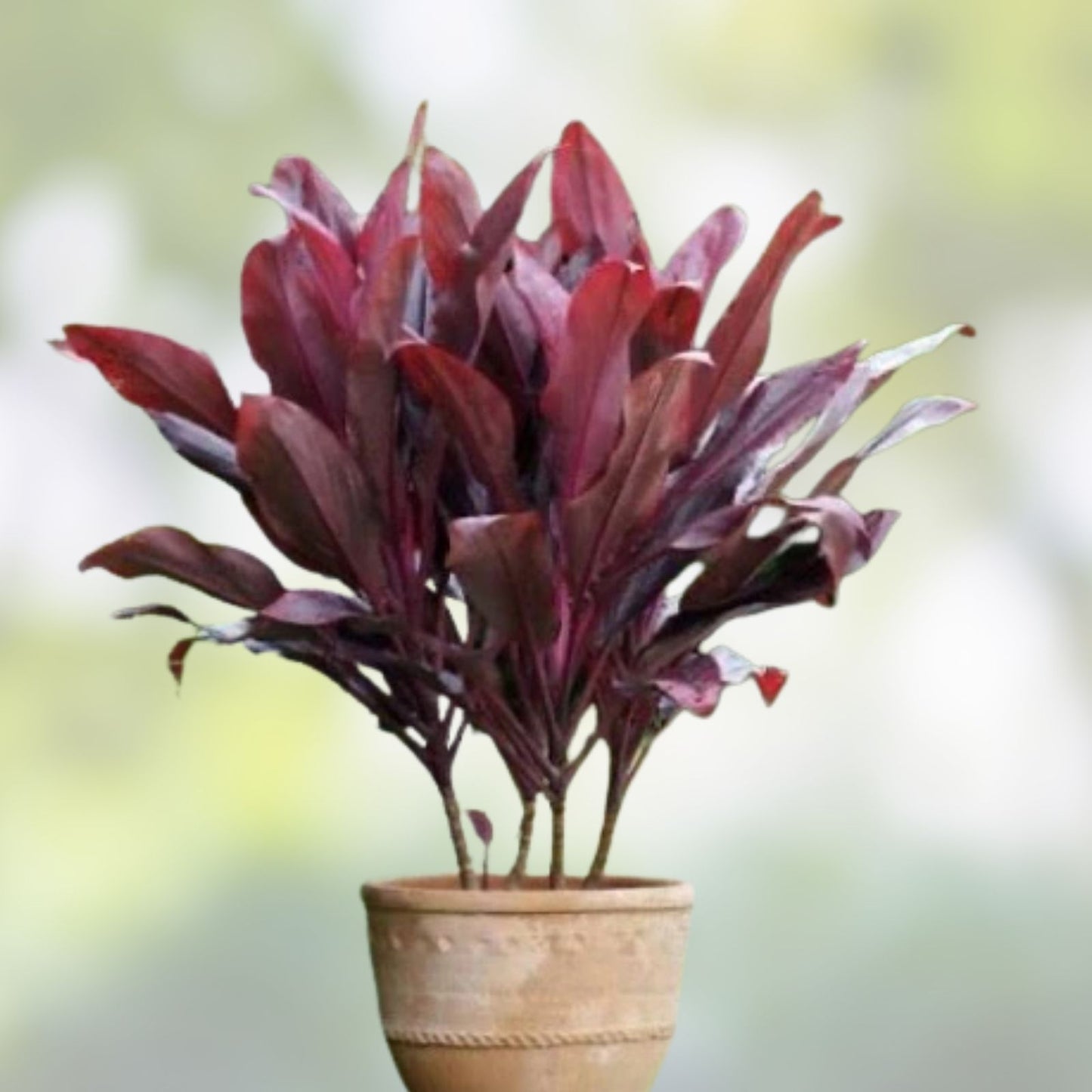 Hawaiian Ti Leaf Cuttings 6-Inch Red Lilinoe Starter Logs 3 Pcs for Garden Landscaping Cordyline fruticosa