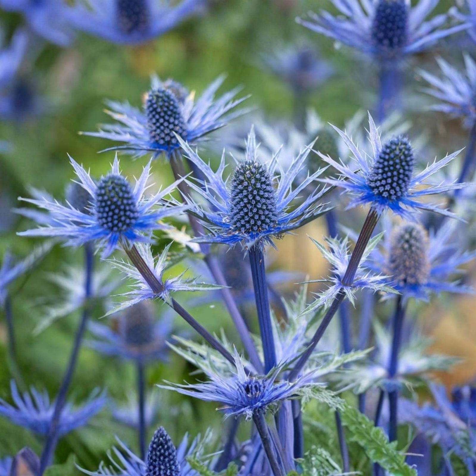 Blue Star Sea Holly Seeds - 25 Pack - Eryngium planum for Planting and Growing - Ornamental Flower Seeds