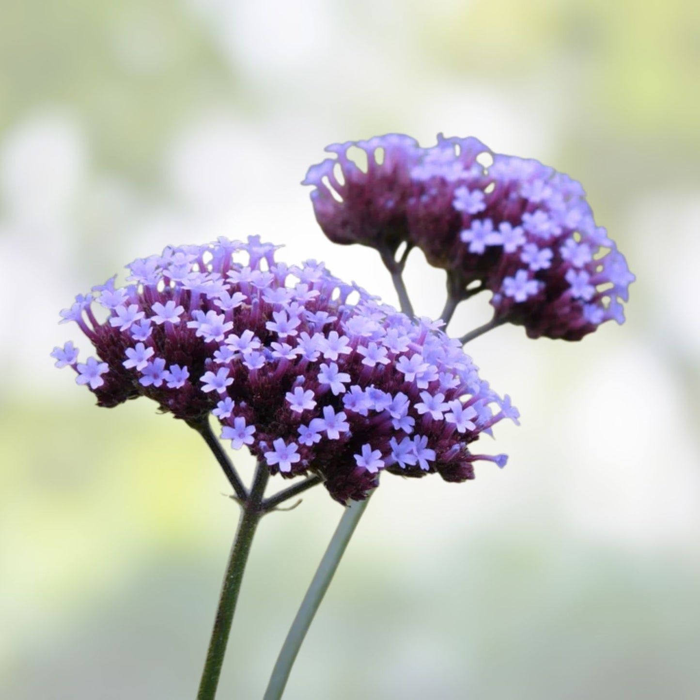 Purpletop Verbena Seeds - 100 Organic Perennial Flower Seeds - Verbena bonariensis - USA Grown, Ships Free