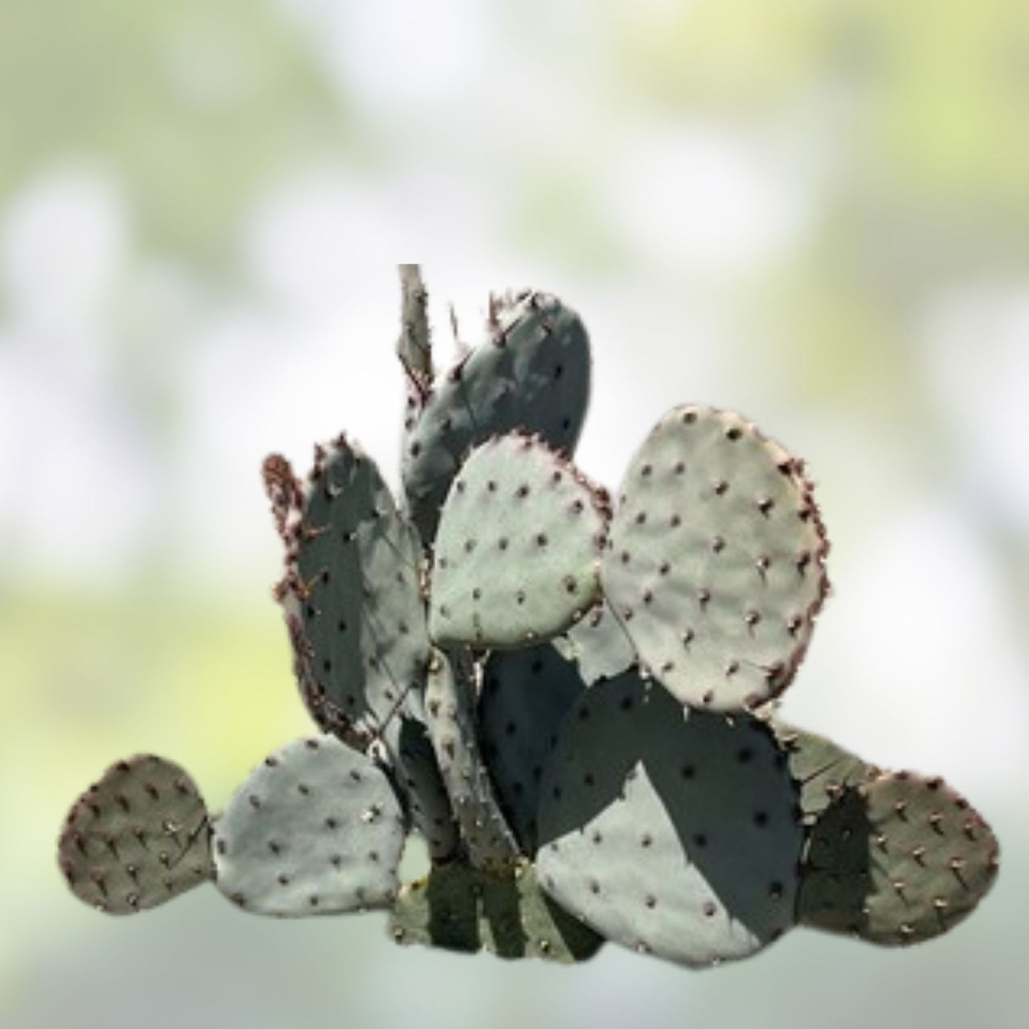 Opuntia Macrocentra Black Spine Prickly Pear Cactus Cutting Pad - Live Succulent Plant for Indoor Garden Decor