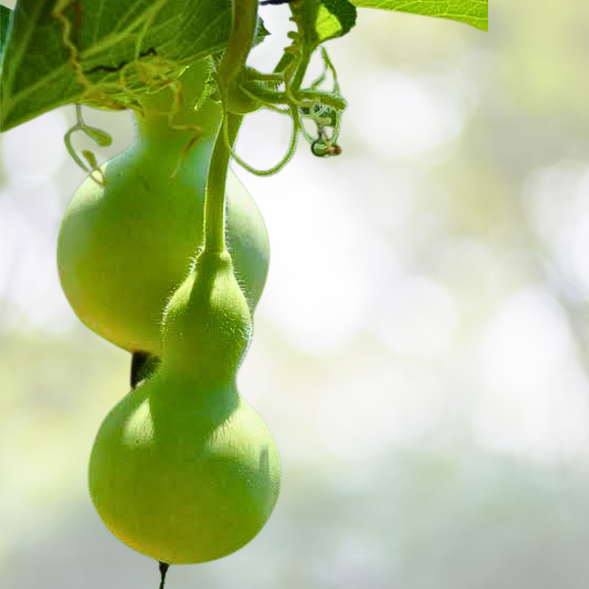 Heirloom Gourd Birdhouse Seeds - Huge Decorative Non-GMO USA - 15 Seeds for Bird Lovers - Unique Garden Decor