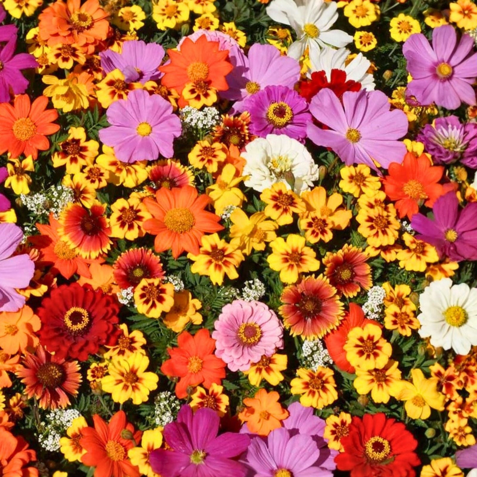Wildflower Seed Mix 2oz for Borders and Gardens, Colorful Native Wildflowers Seed Blend, Ecological Garden Planting