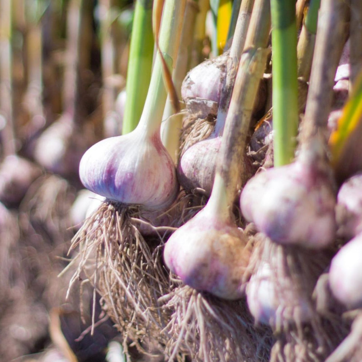Large Organic Garlic Cloves for Planting - 15+ Cloves, Allium sativum - Non-GMO, Heirloom Garlic Seeds