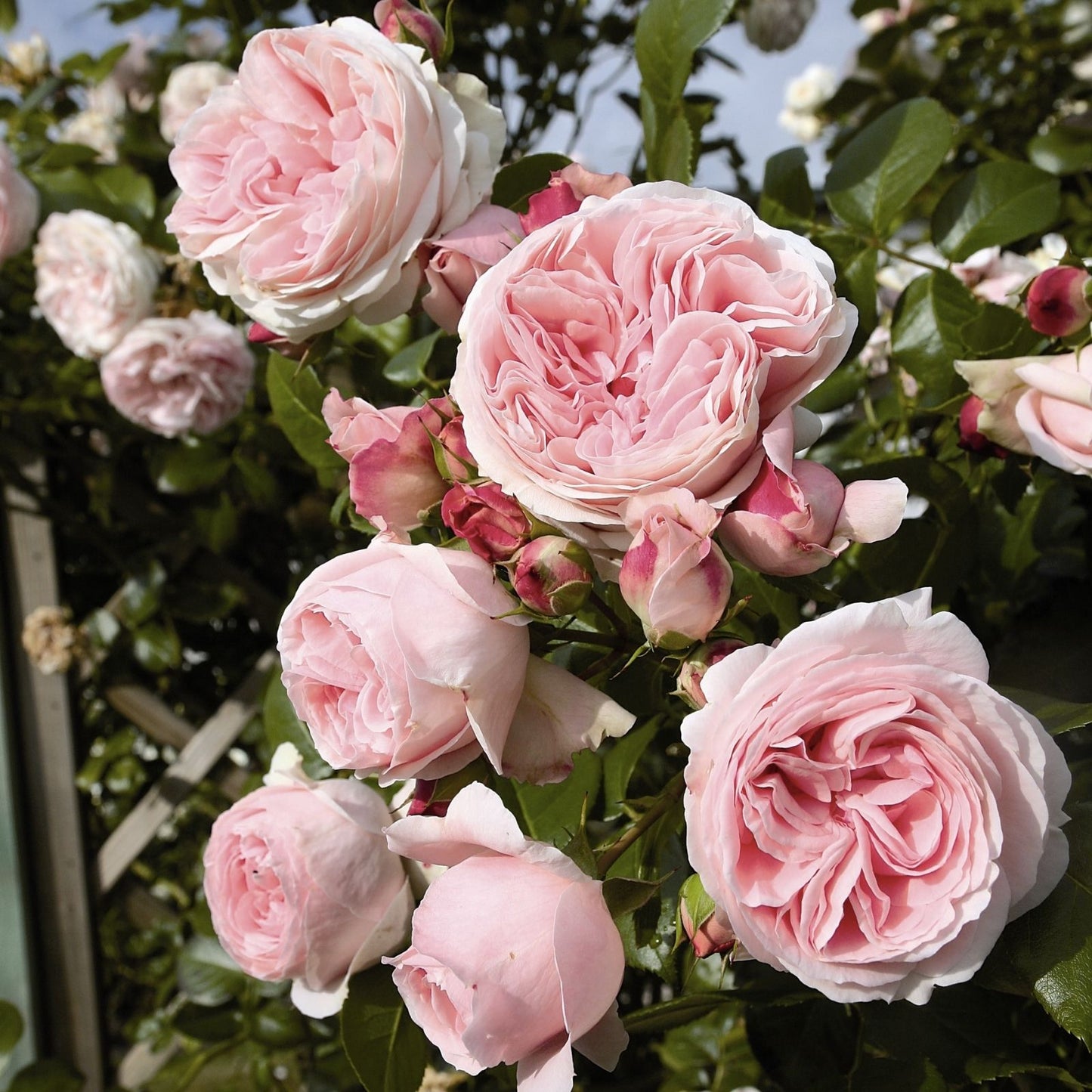 Light Pink Rose Cuttings - 3 Fresh Unrooted 5-8" Long Propagation Plant Rosa spp.