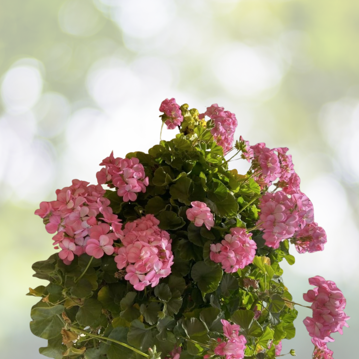 Geranium Cuttings 30x6" Hardy Fragrant Pink Flowers Pelargonium Graveolens - Rooting Starter Plant Cuttings