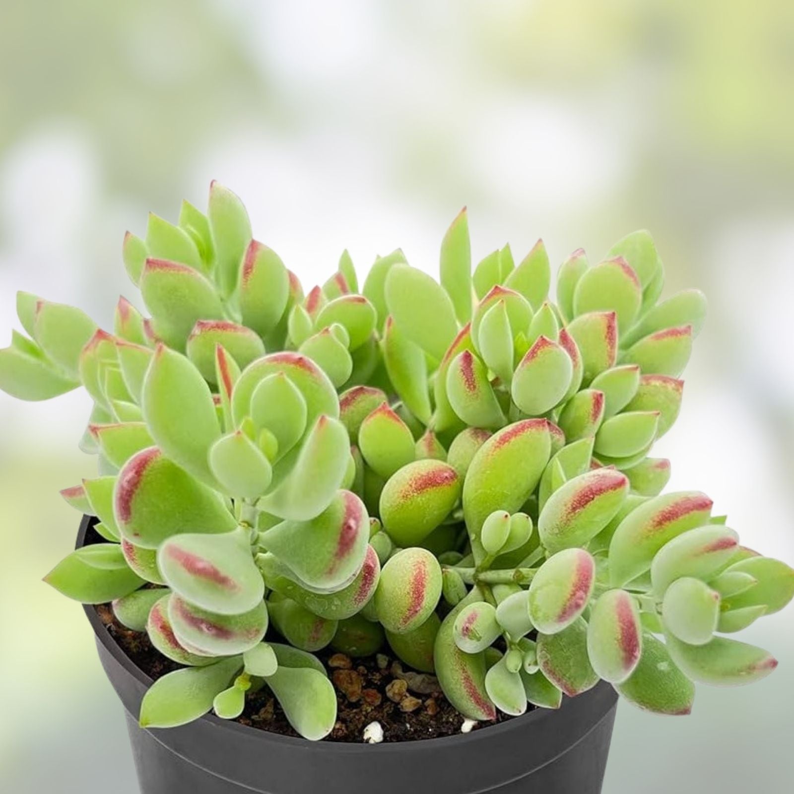 Echeveria Cuttings 4” Variegated Cotyledon Pendens Rare Succulent Plant, Live Succulent Propagation, Easy Care Indoor Plant