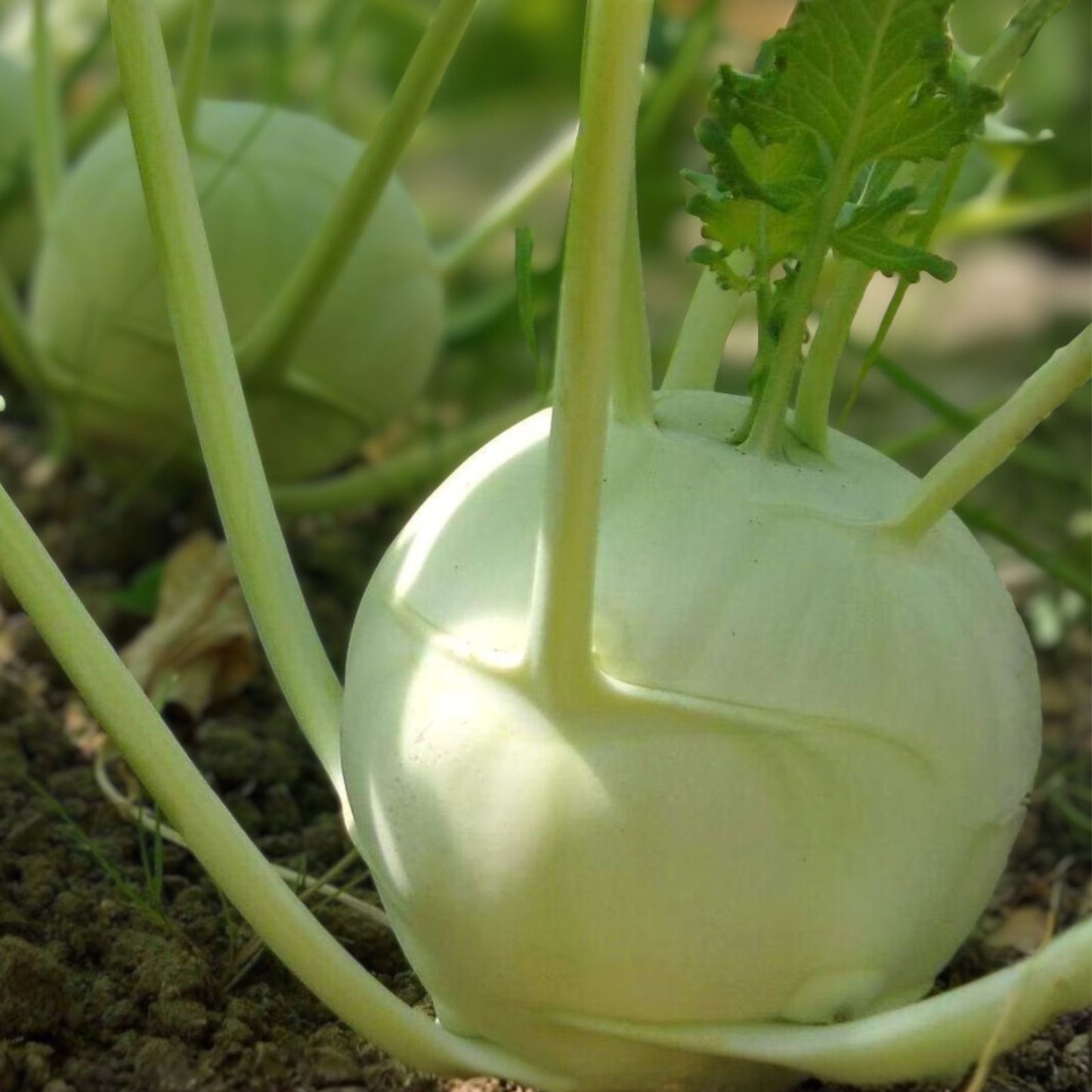 Kohlrabi Seeds 25+ Heirloom Early White Vienna Culinary Variety Brassica oleracea