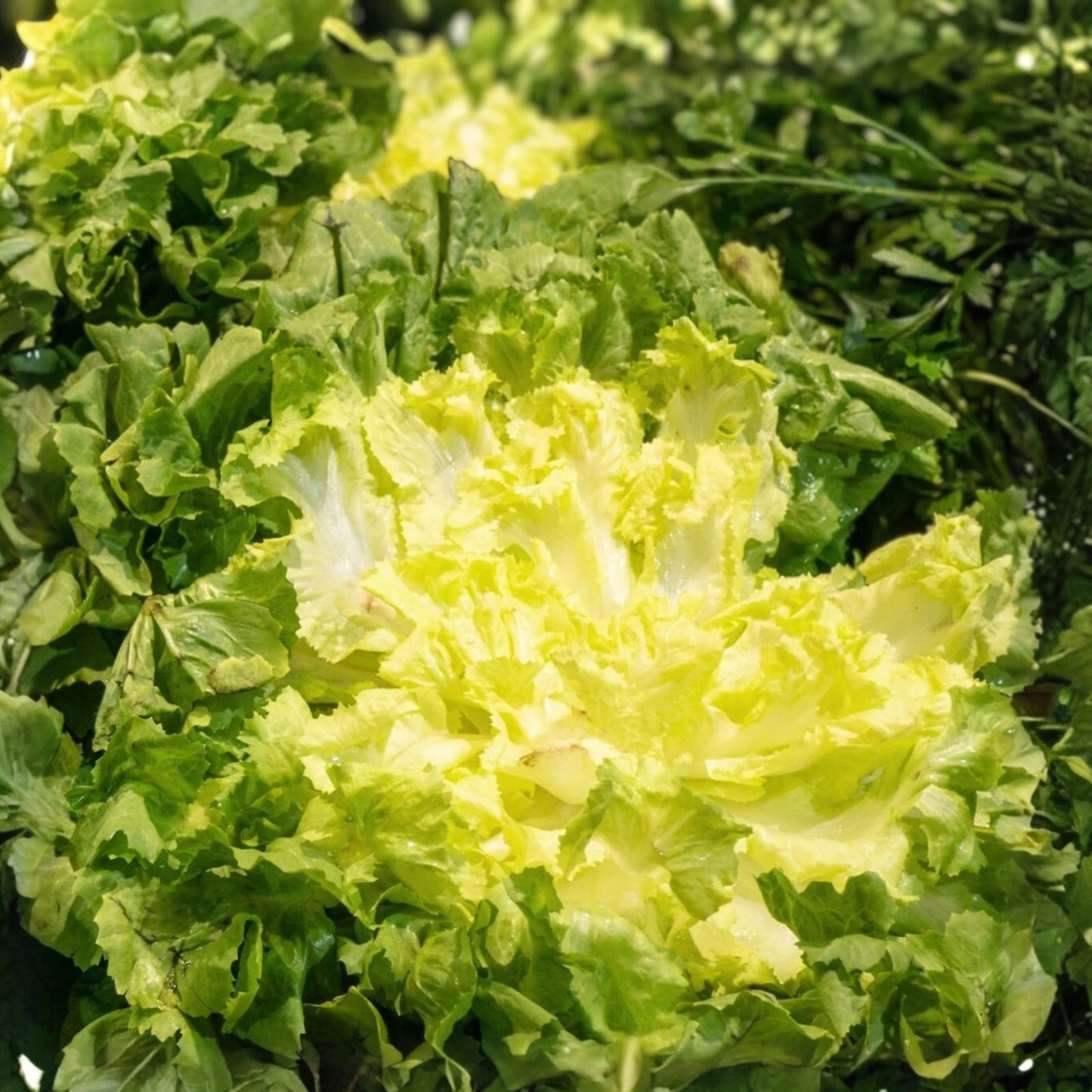 Endive Lettuce Seeds 500 Pack - Broadleaf Batavian Heirloom Non-GMO for Home Gardening