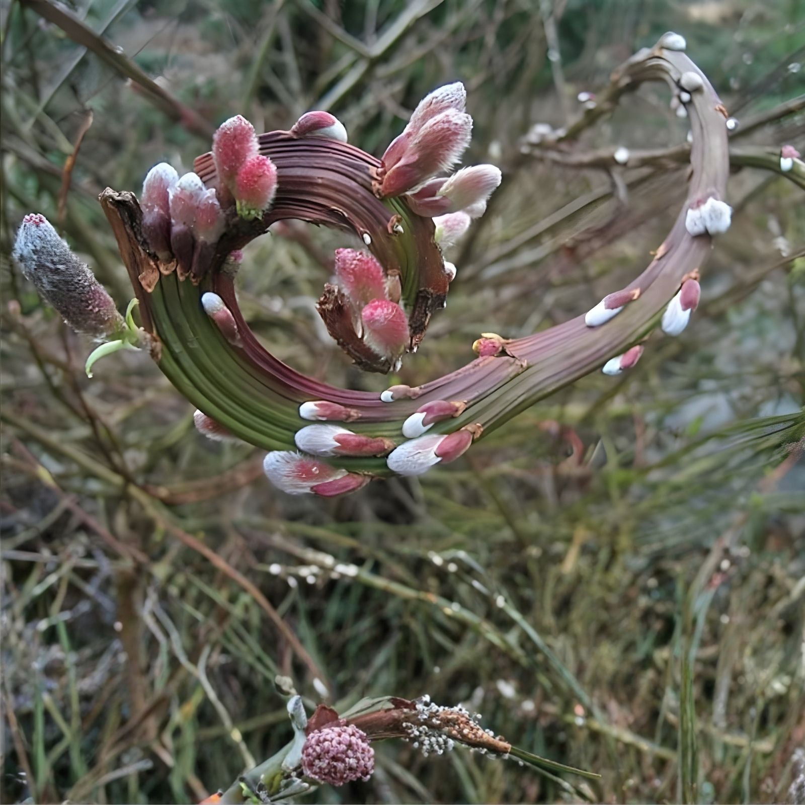 Rare Japanese Fantail Willow Cutting - Fasciated Stems, Curling Growth - Salix Matsudana 'Hakuro-nishiki'