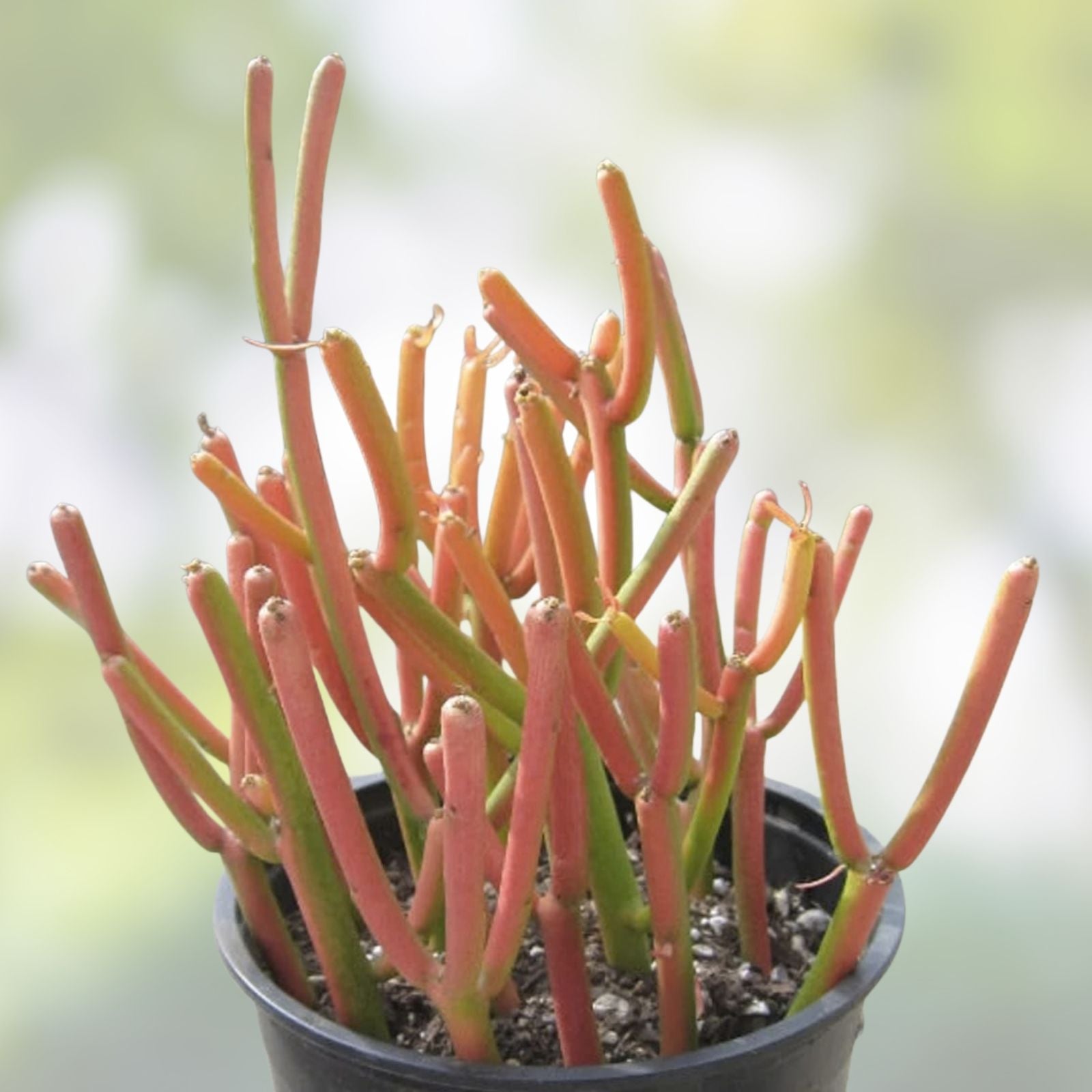 Sticks on Fire Pencil Cactus Cuttings - 5 Fresh Euphorbia Tirucalli Succulent Plant for Indoor Garden and Decor
