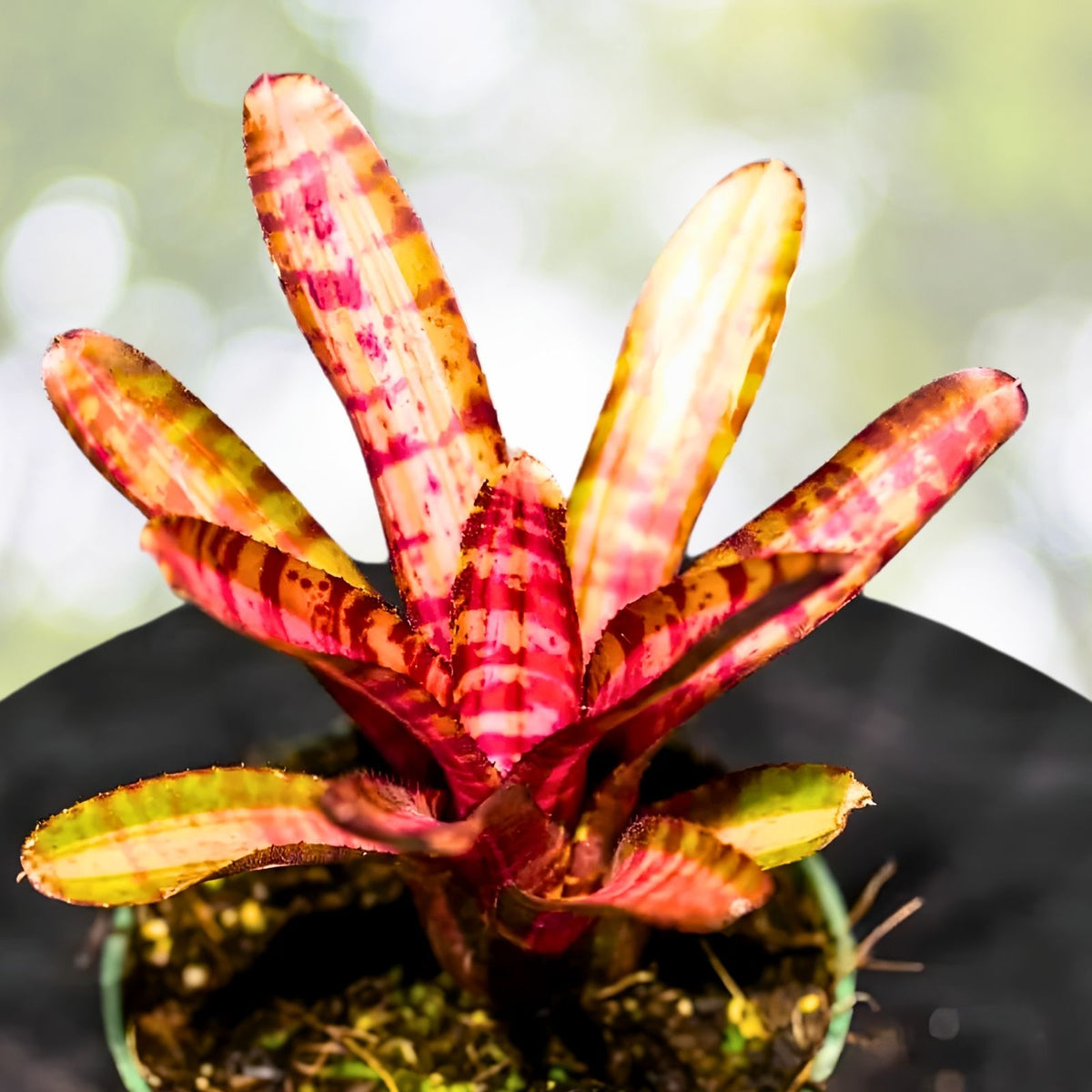 Neoregelia Hot Embers Bromeliad Plant | 4" Pot | Vibrant Tropical Houseplant | Neoregelia 'Hot Embers'
