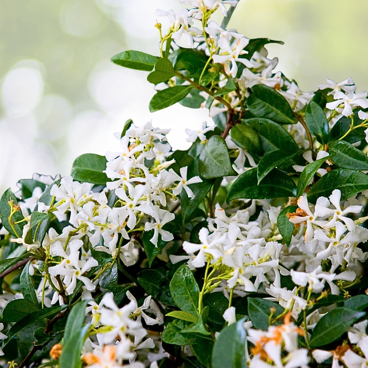 Fragrant Star Jasmine Cuttings - 7 Rooting Cuttings - Trachelospermum jasminoides - Quick Shipping