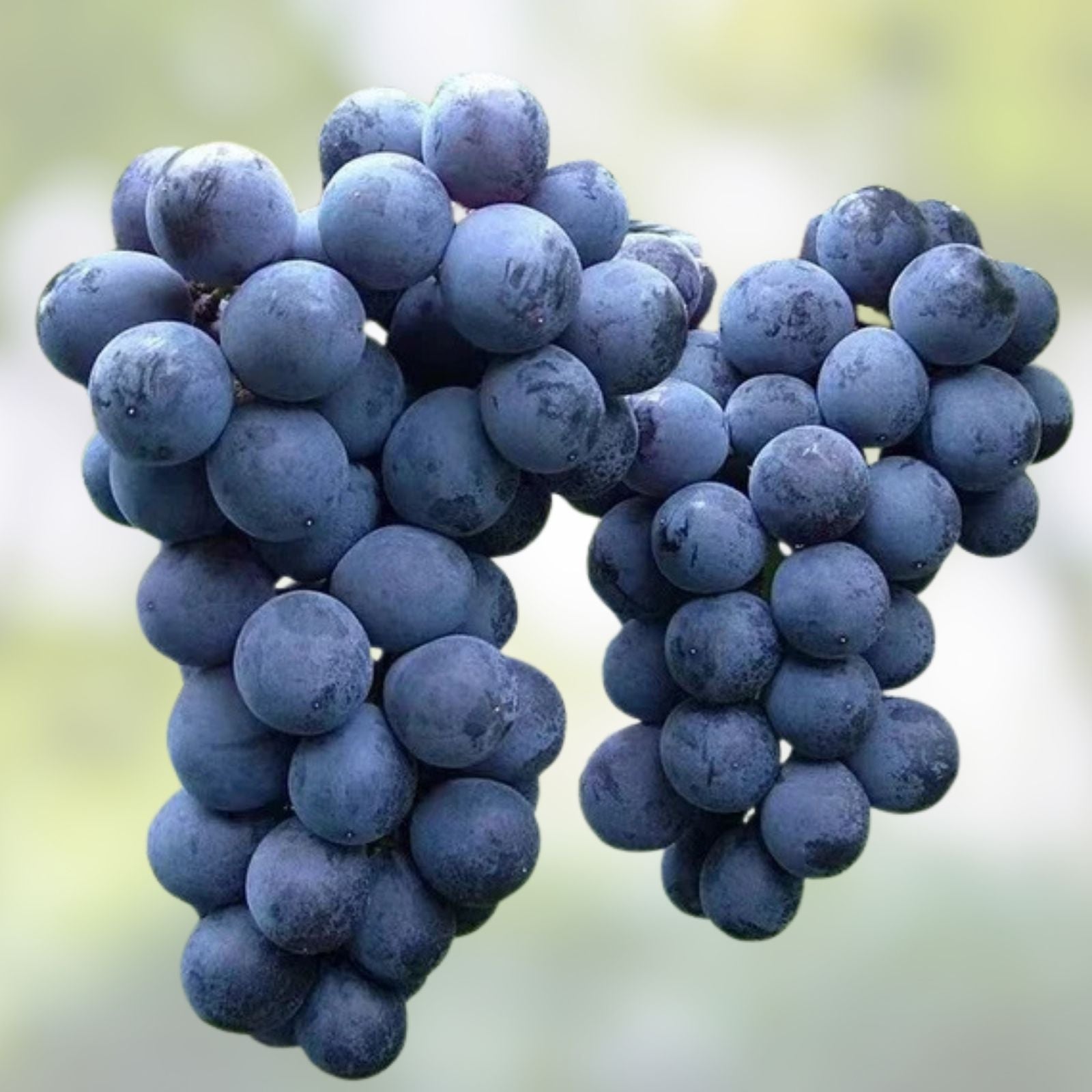 Japanese Kyoho Grape Cuttings 6pcs, Vitis vinifera, Giant Purple Grapes, Kyoho Variety, US Seller
