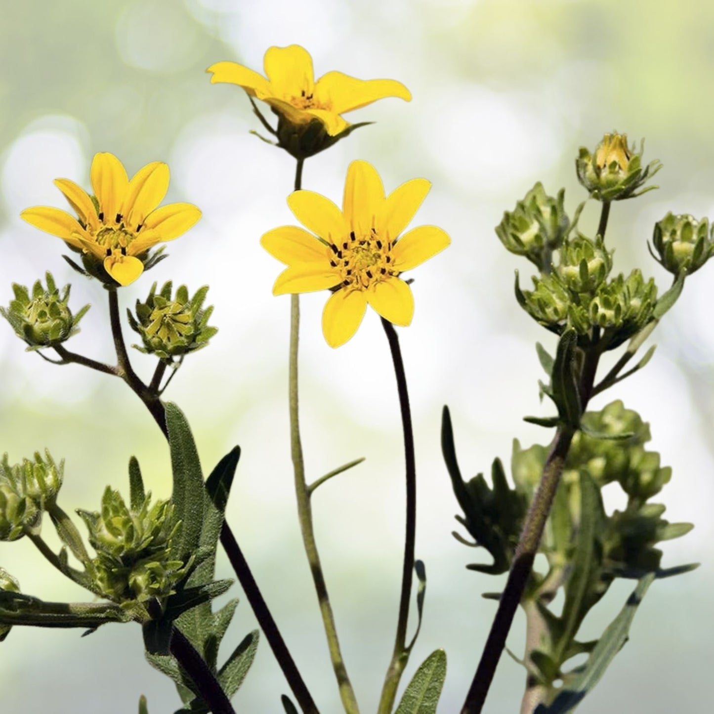 Engelmann's Daisy Seeds - 25+ Seeds - Engelmannia peristenia - Native Wildflower - Free Shipping - US Seller