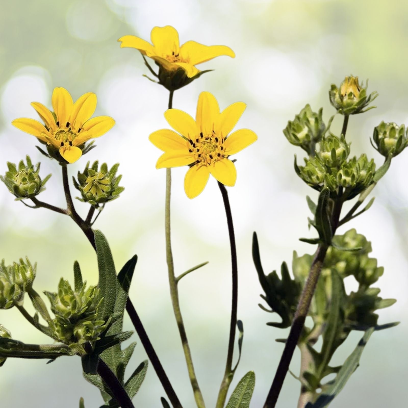 Engelmann's Daisy Seeds - 25+ Seeds - Engelmannia peristenia - Native Wildflower - Free Shipping - US Seller