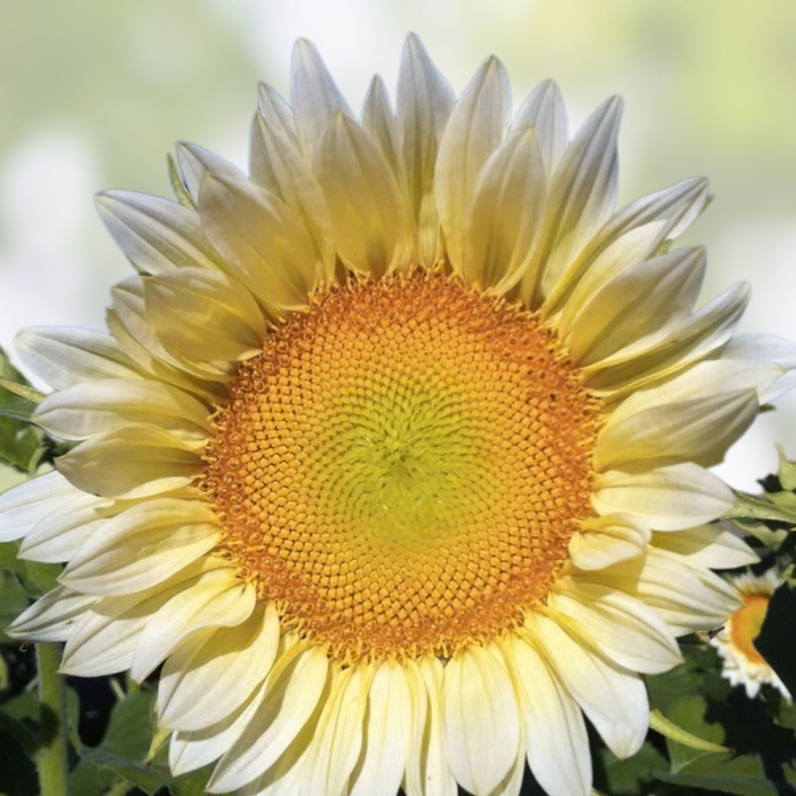 White Light Sunflower Seeds 20 Pack – Pure White Helianthus annuus for Planting, Garden, and Landscaping