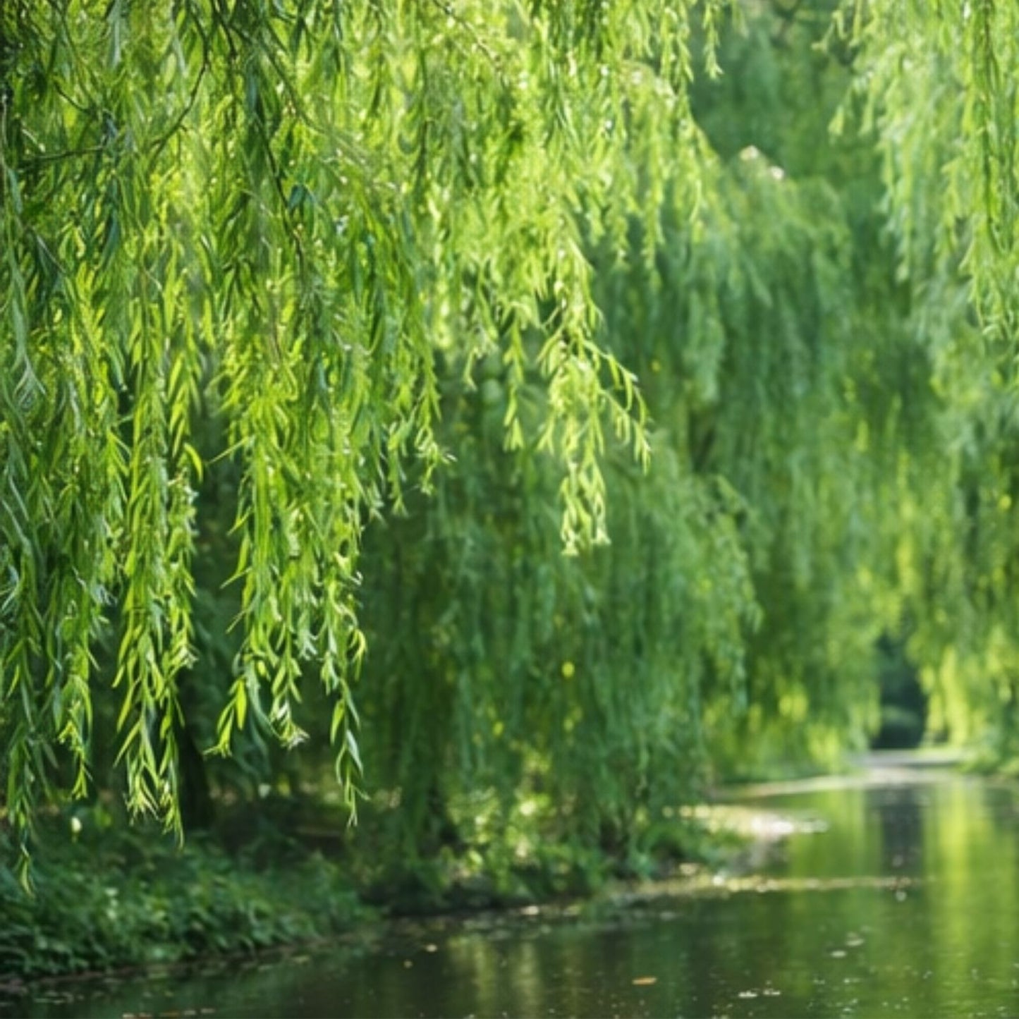 Outdoor STEM Project Kit for Kids | Weeping Willow Tree | Grow Your Own Salix babylonica | Educational Gardening Kit