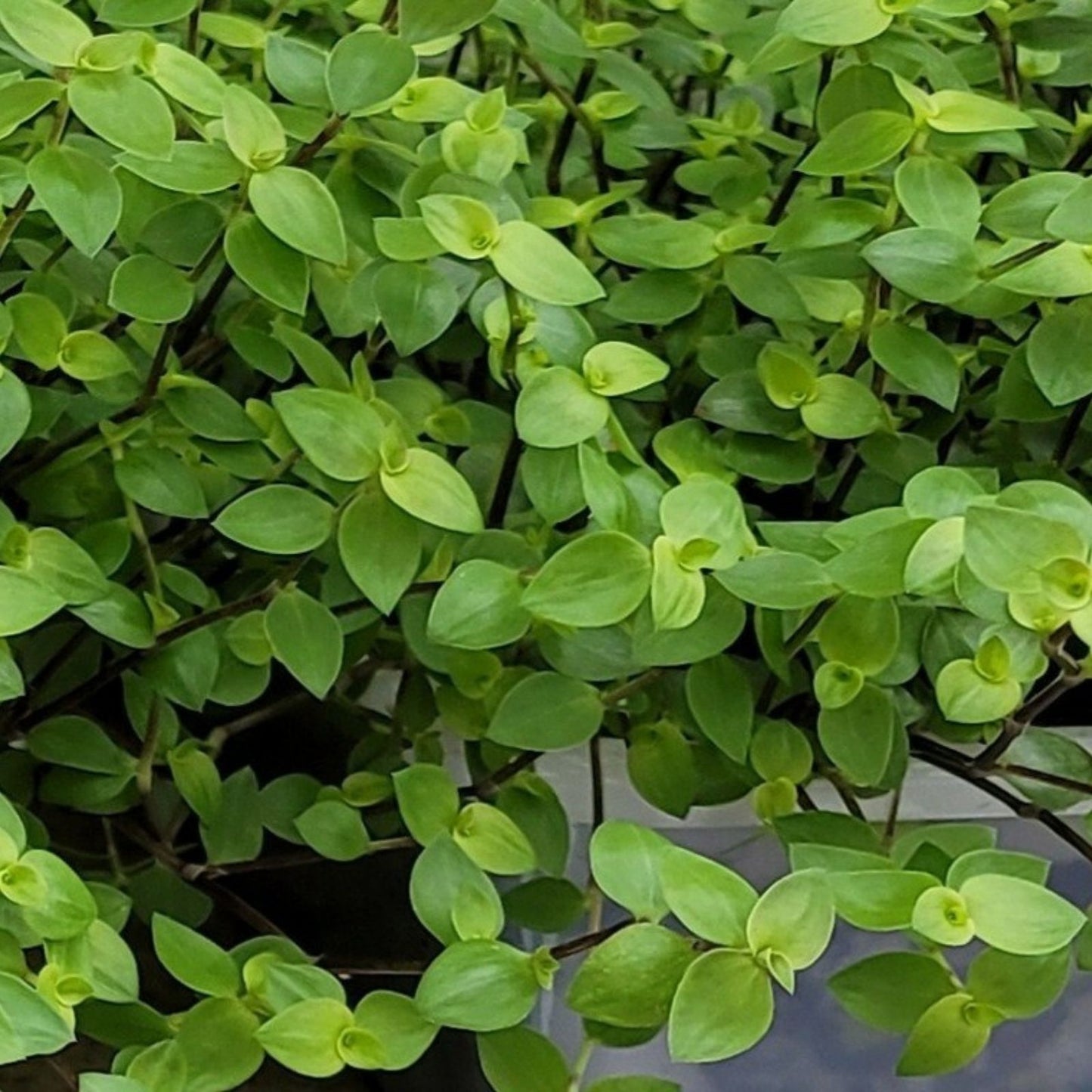 Dwarf Bolivian Wandering Jew Cuttings - Tradescantia Minima - 10 Healthy Plant Cuttings for Easy Propagation