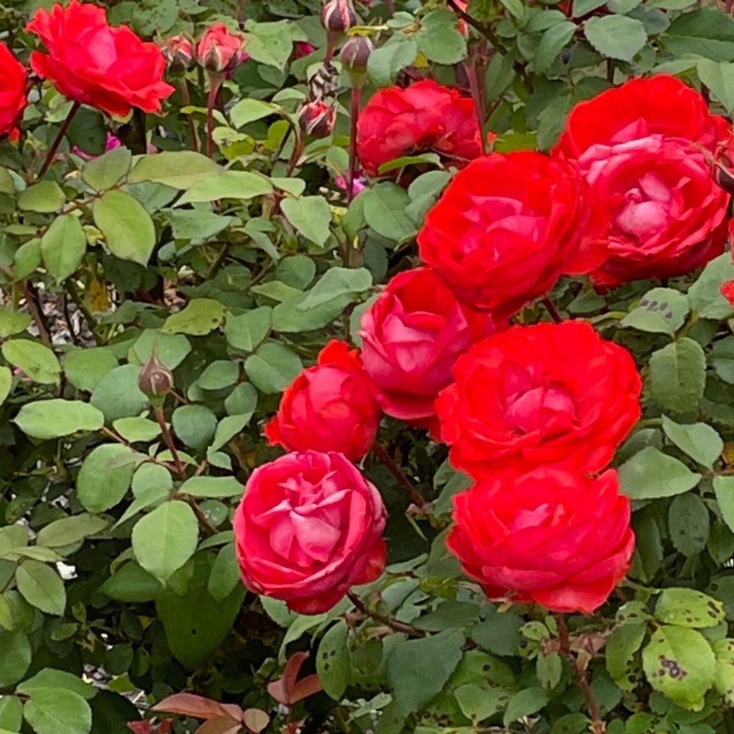 True Passion Rose Cuttings - 4 Blooming Fiery Stem Cuttings - Rosa 'True Passion' Garden Plant