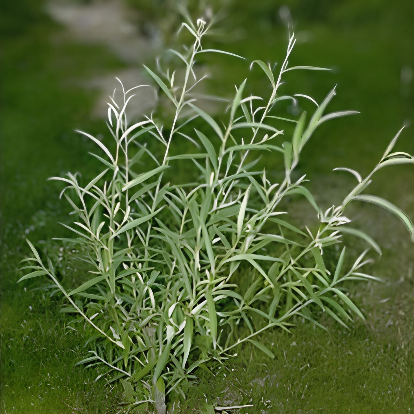 Hybrid Aussie Willow Tree - Fastest Growing Salix x "Aussie" - 1 Plant, Ornamental Tree, Shade Tree, Landscape Tree