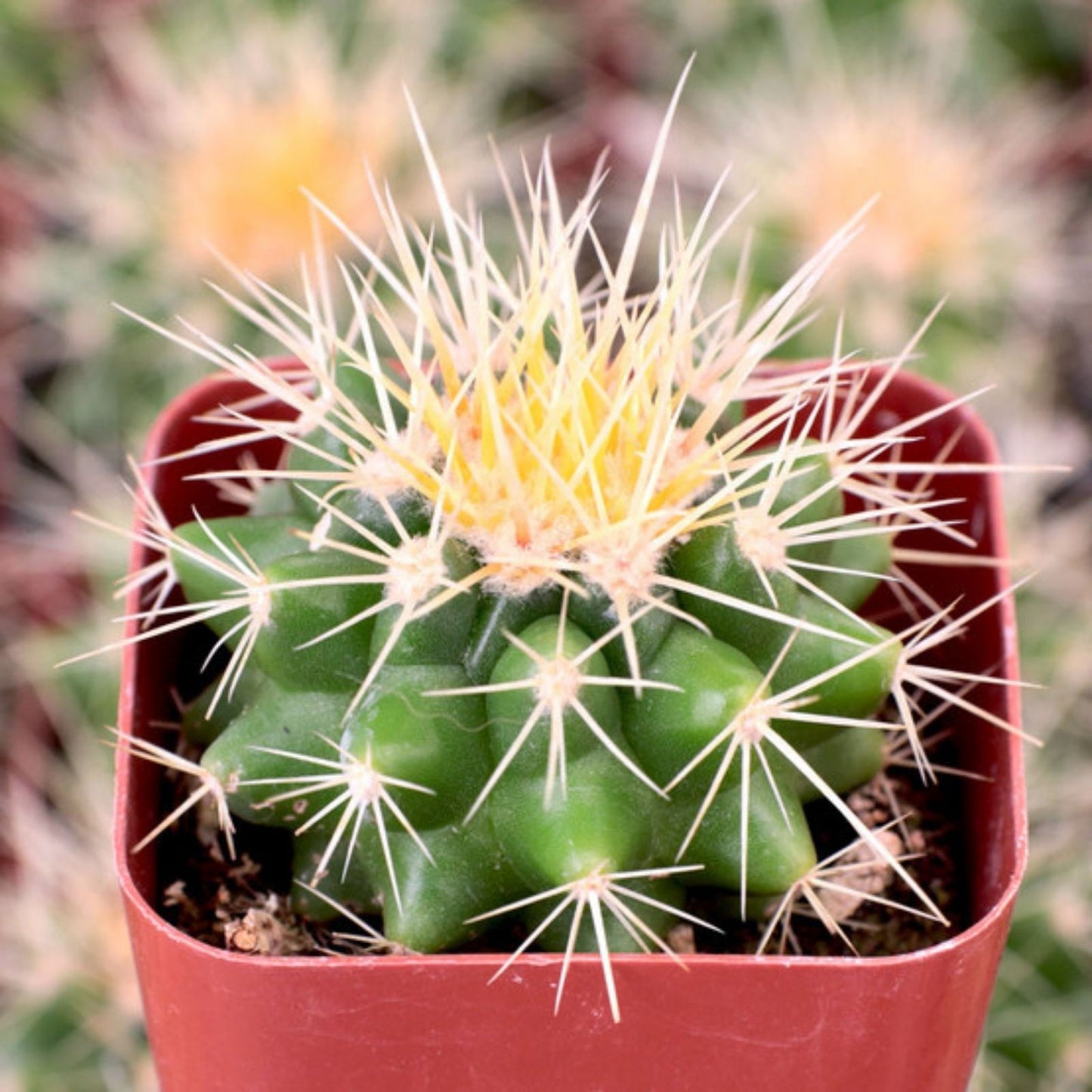 Golden Barrel Cactus Seeds – 100+ Premium Echinocactus grusonii for Planting and Gardening