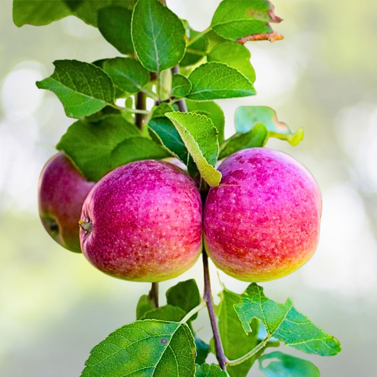 Stayman Winesap Apple Tree Seedling - Gallon Pot - Malus domestica - Easy to Grow Apple Tree for Home Gardens