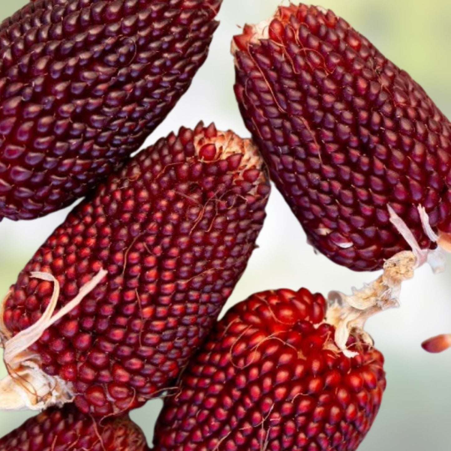 Strawberry Popcorn Seeds 80 Count - Red Ornamental Corn - Zea mays everta - Decorative Edible Corn Seeds