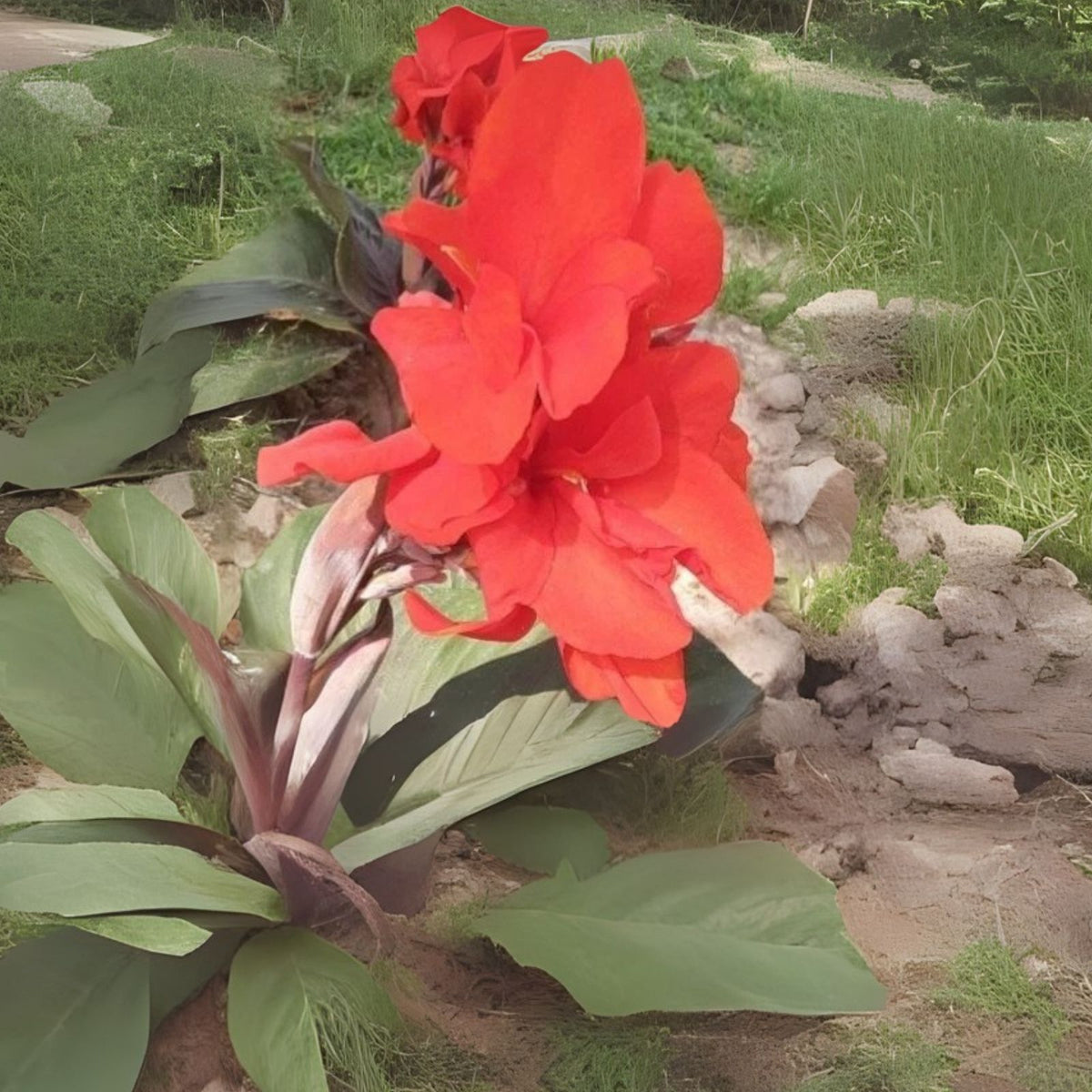Canna Lily Seeds - Atlantic Beauty Variety - Colorful Flowering Plant - Canna indica