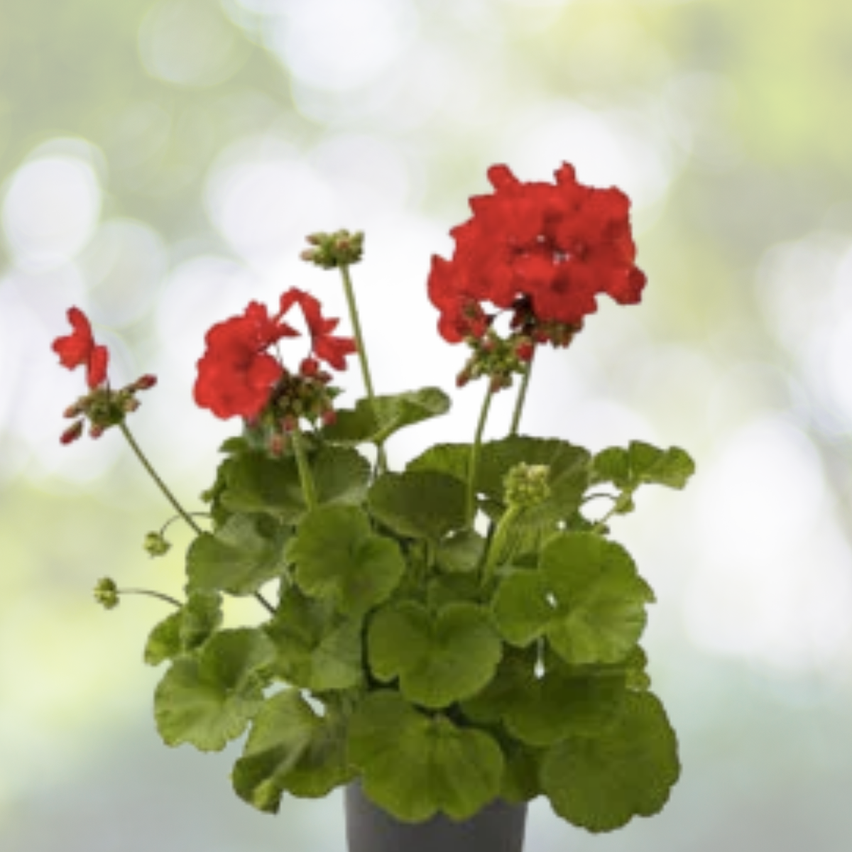 Rare Geranium Live Plant Cuttings 2x6" & 3x5" Red & White Pelargonium Fragrant Blooms Drought Tolerant USDA Zone 5-10