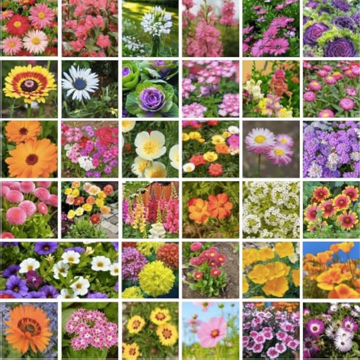 Princess Mix Seed Pack - 900+ Seeds, Multi-Color, Easy to Grow, 35+ Varieties - Perfect for Young Gardeners