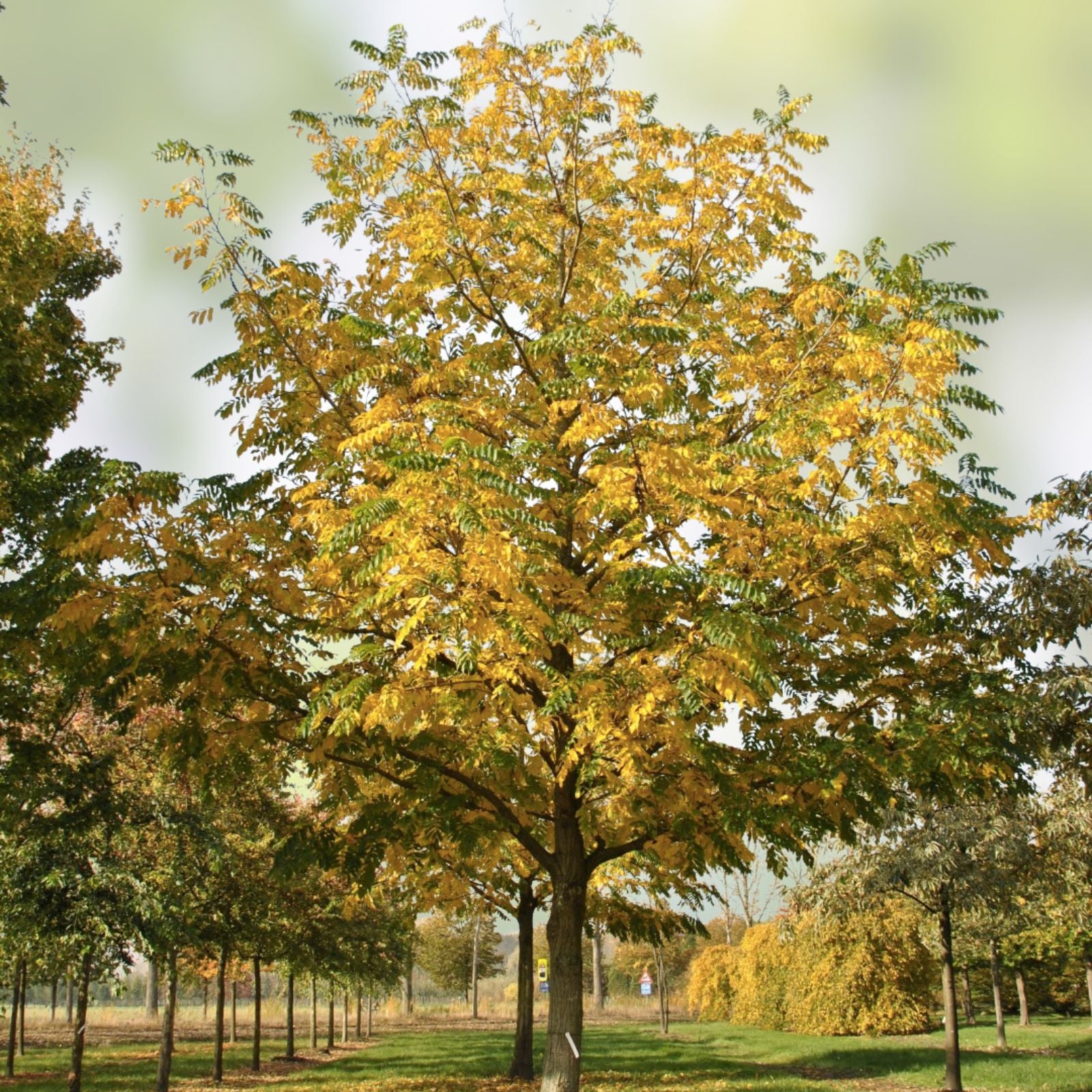 Wingnut Tree Seeds 10 Pack - Pterocarya fraxinifolia - Grow Your Own Tree - Ornamental Shade Tree Seeds